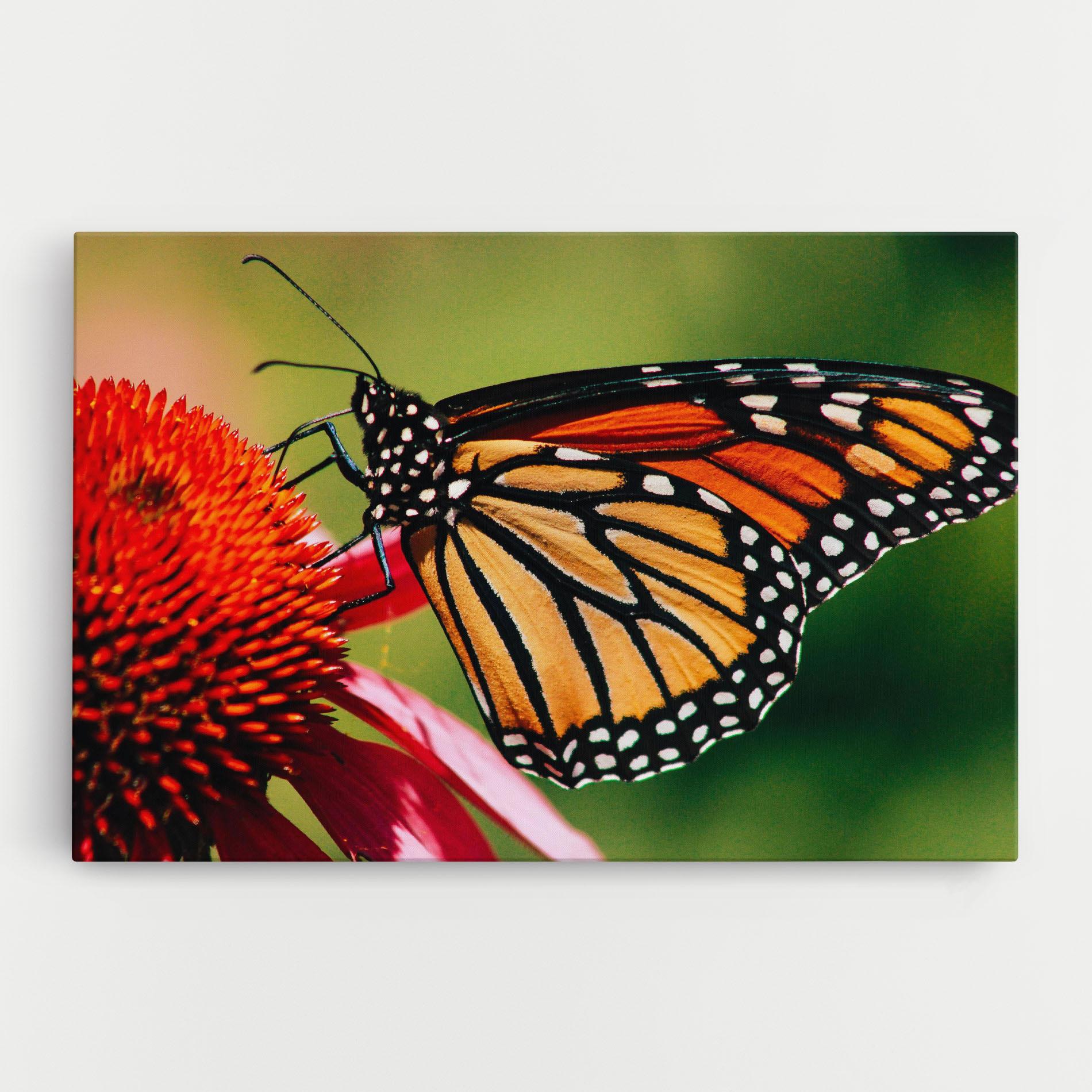 Картина на платно Big Orange Butterfly mockup 0