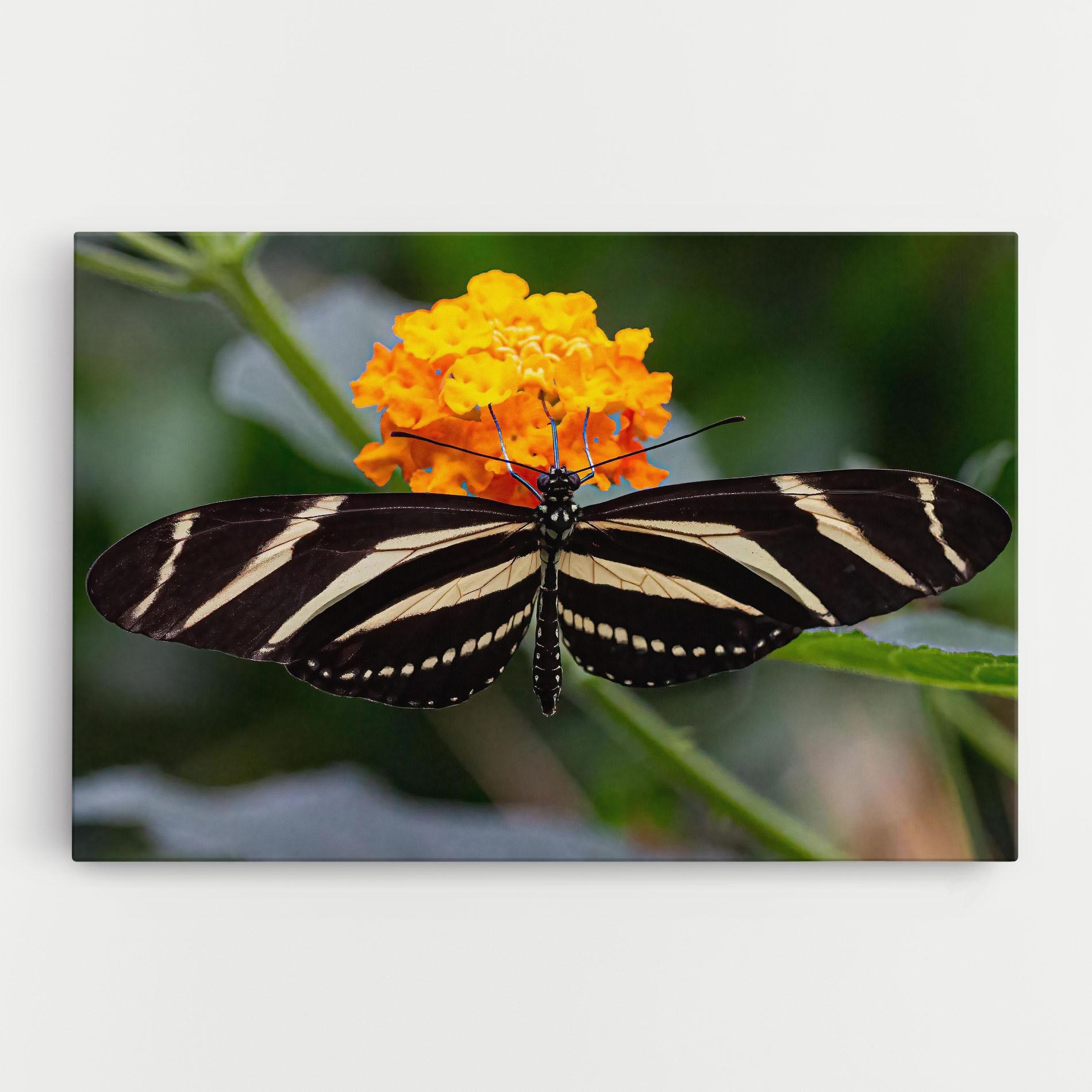 Картина на платно Big Wings Butterfly mockup 0