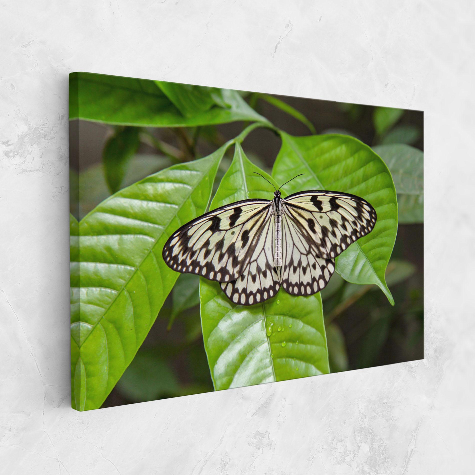 Картина на платно Beautiful White Butterfly mockup 1