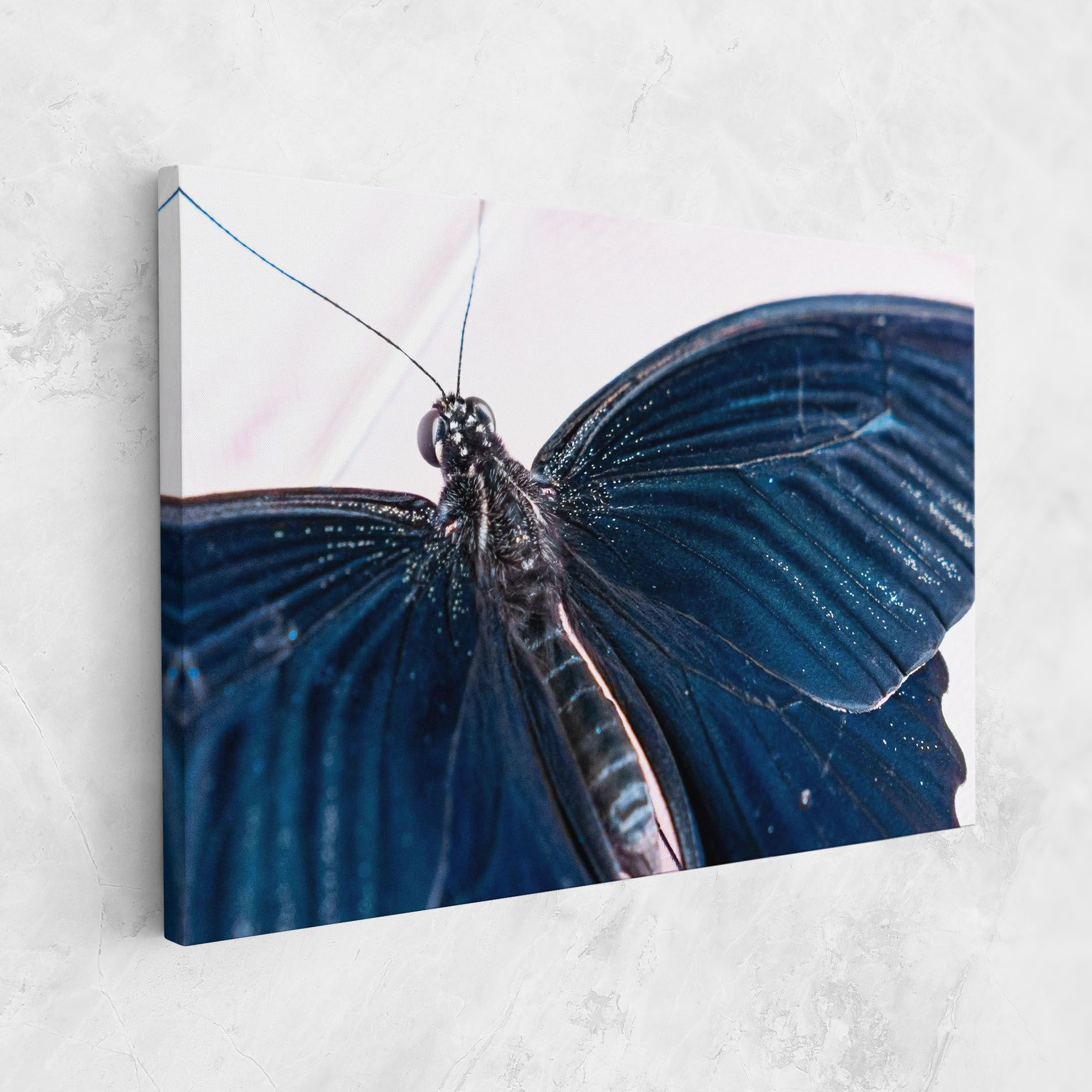 Blue Butterfly mockup 1