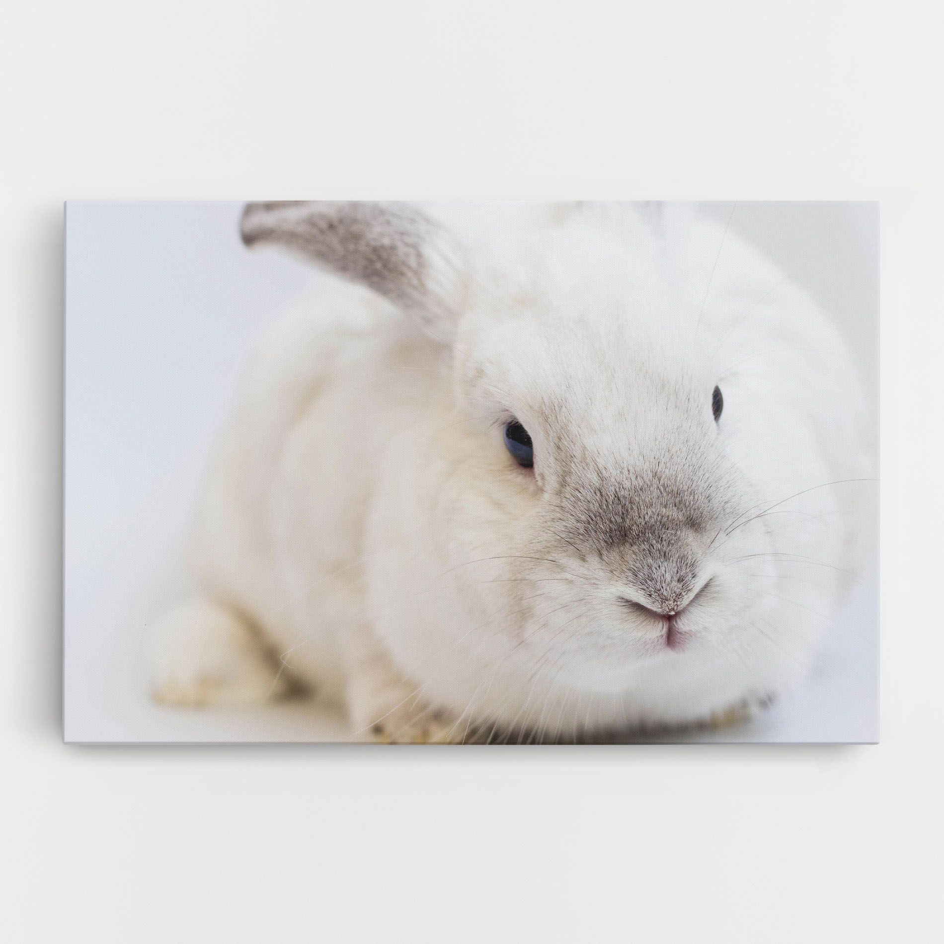 Light Grey Bunny mockup 0