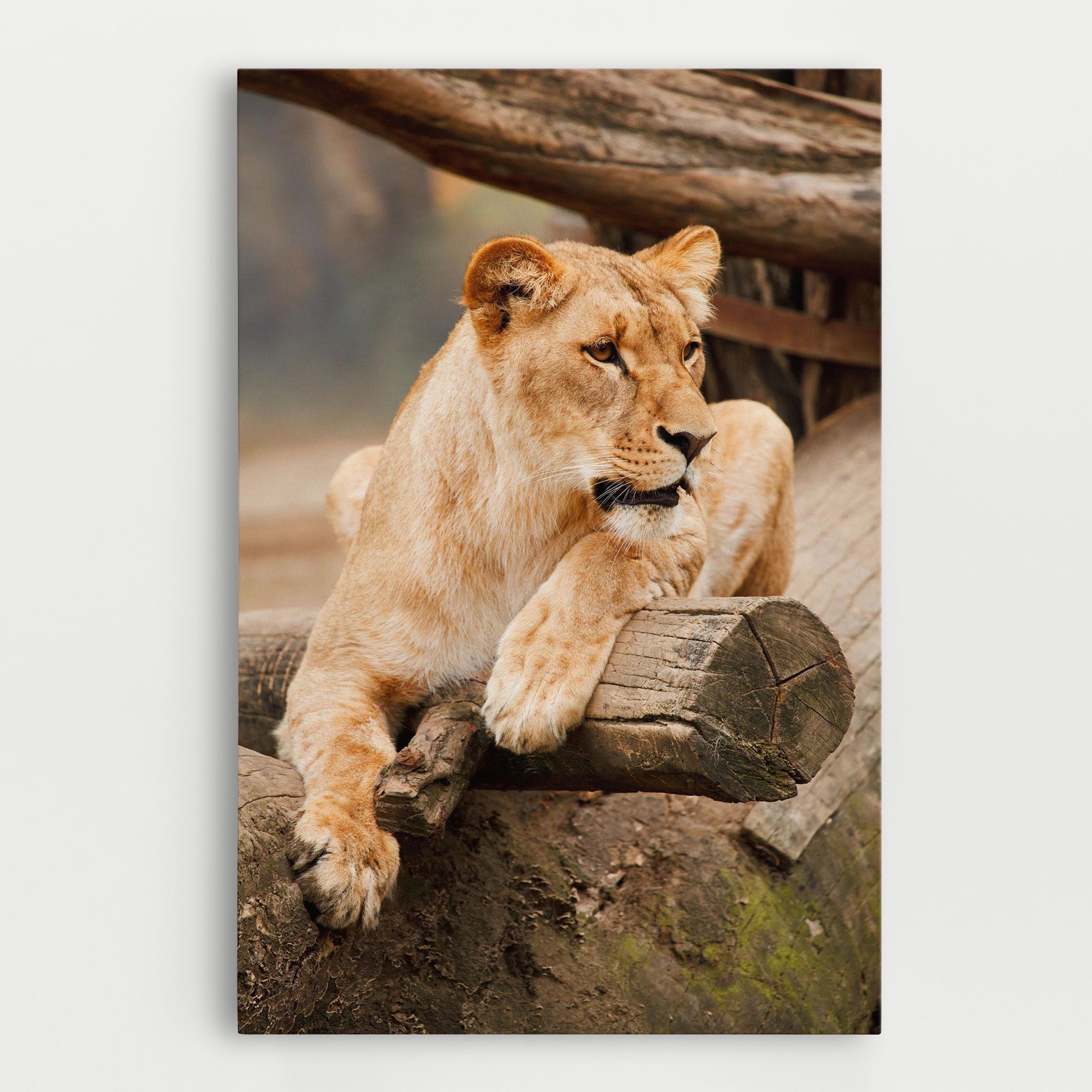 Female Lion Sitting mockup 0