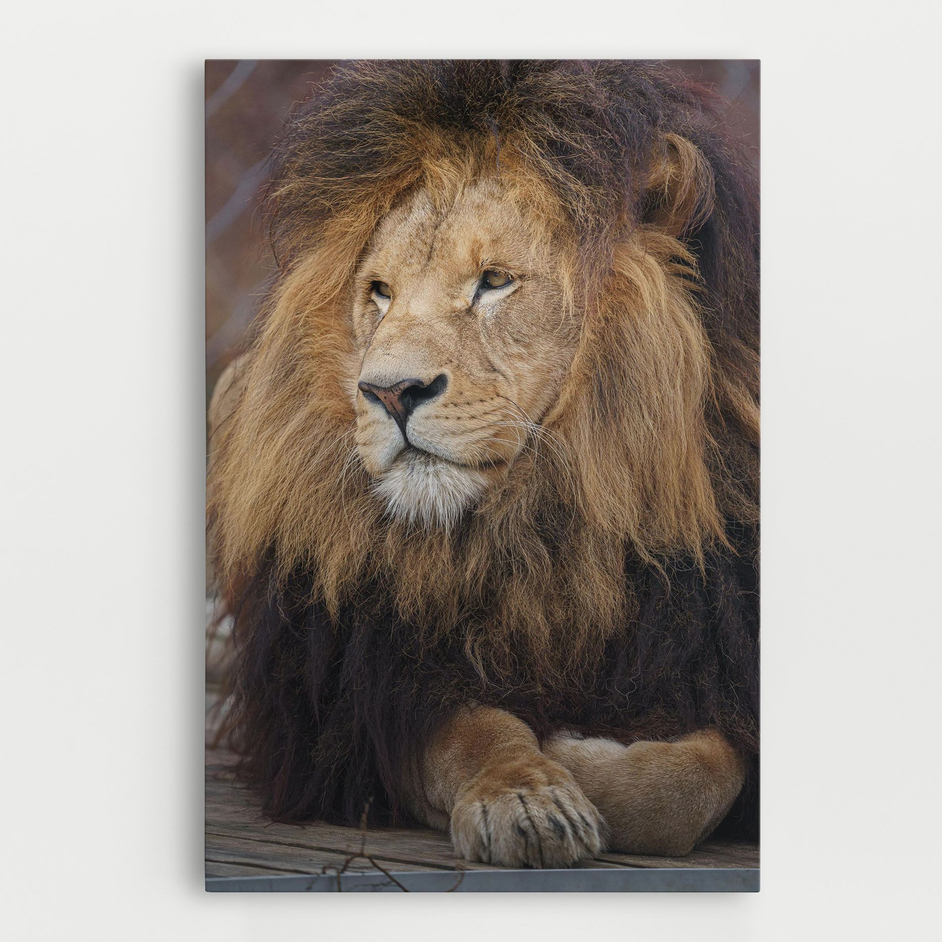 Lion Chilling mockup 0