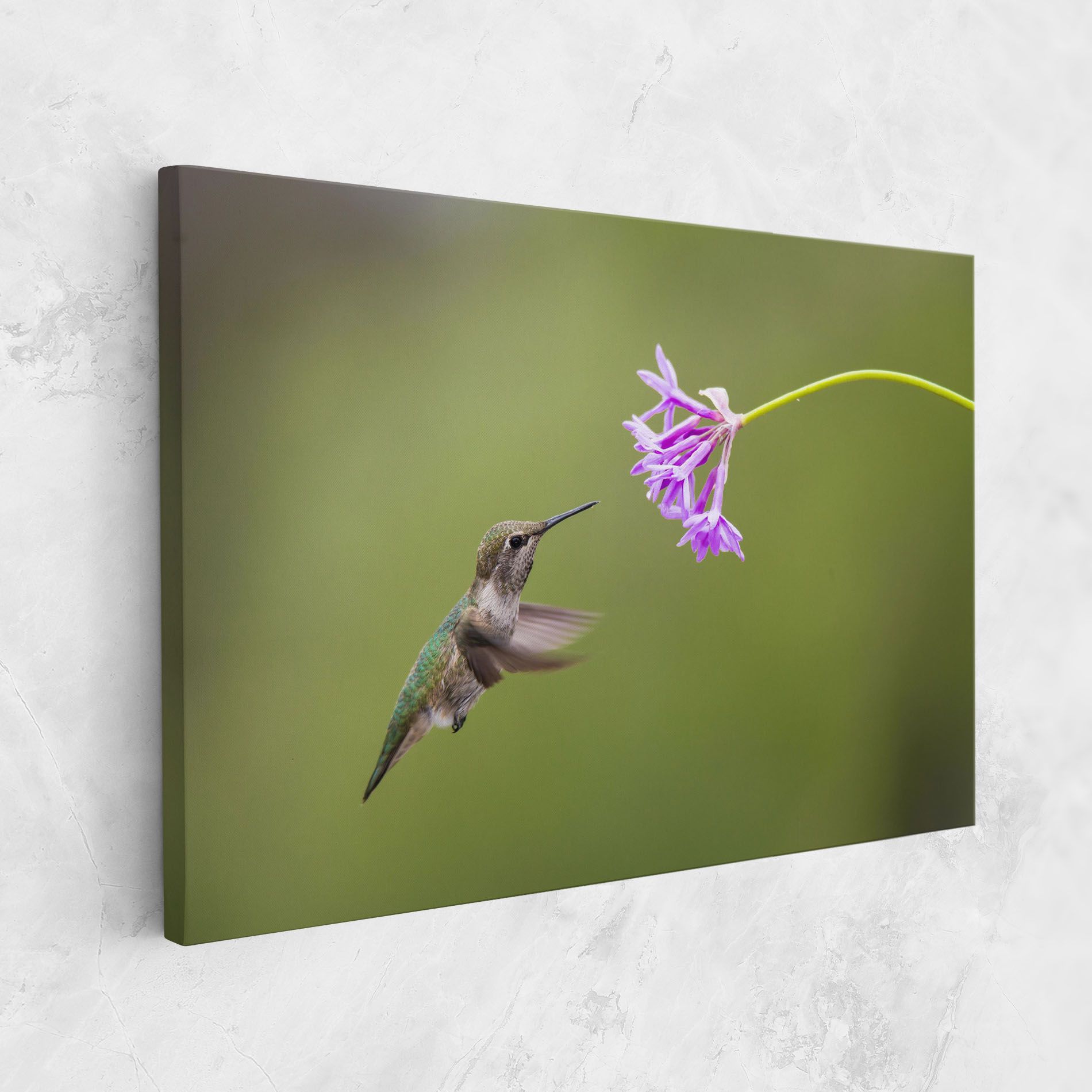 Cute Hummingbird mockup 1