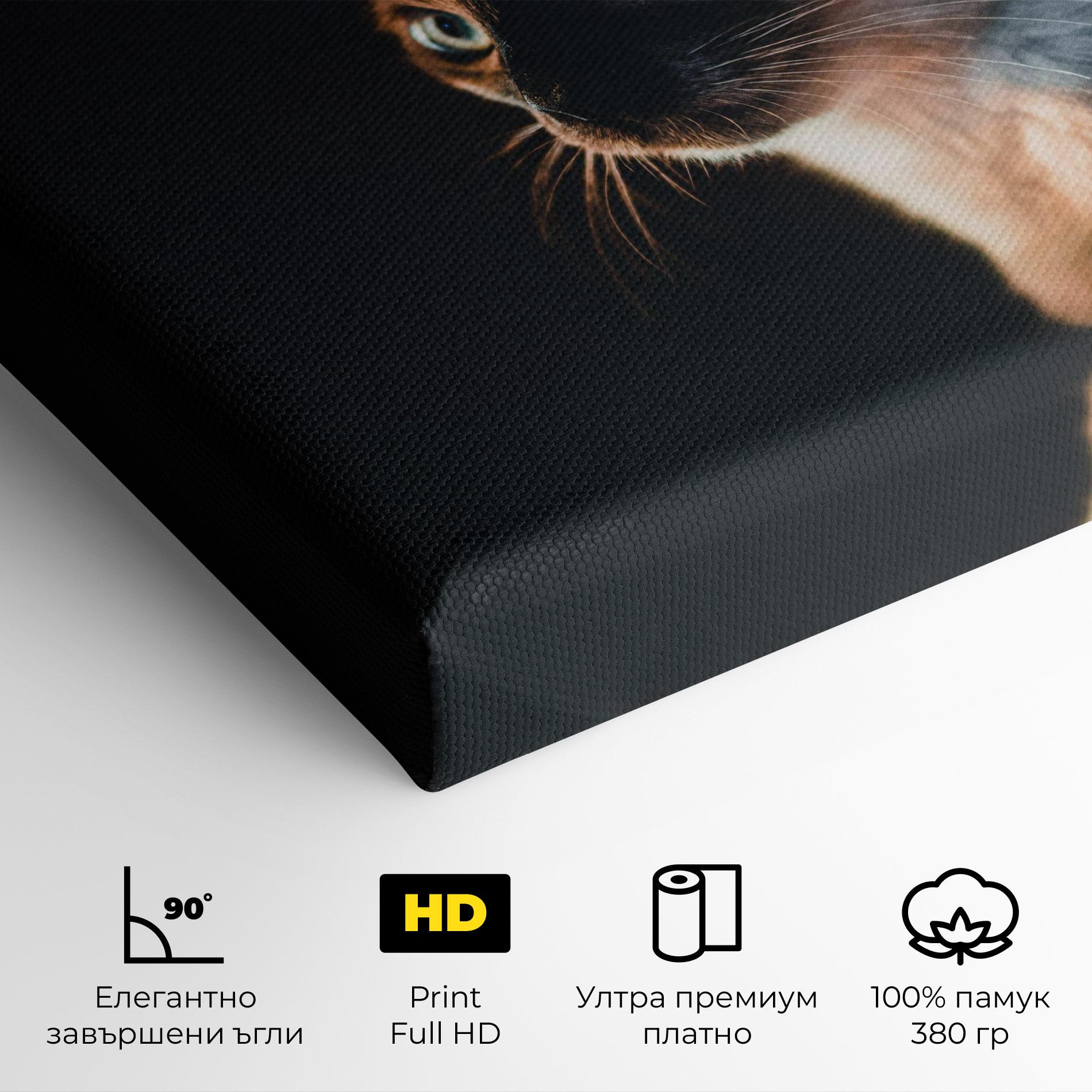 Картина на платно Blue Eyes Cat In Dark mockup 4