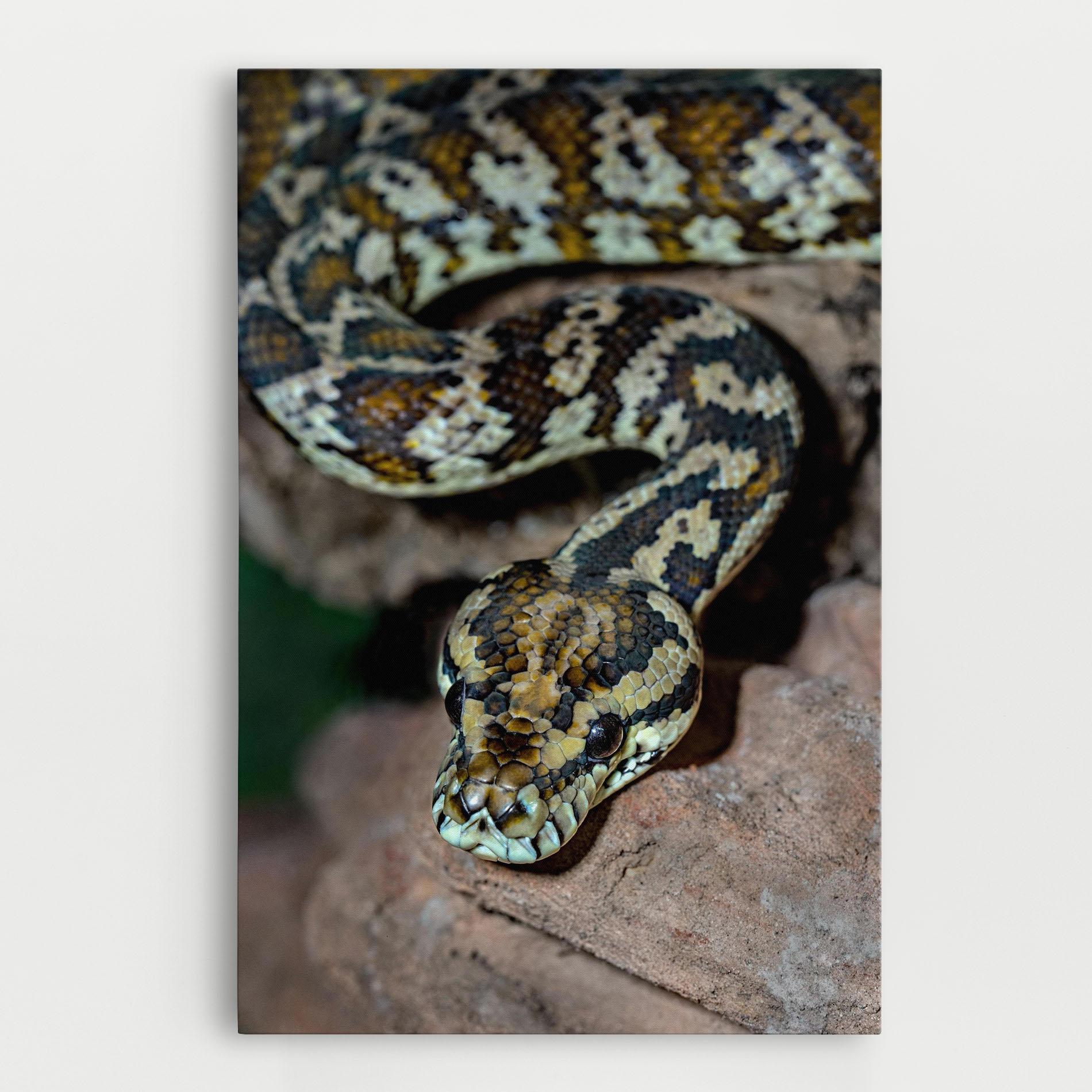 Картина на платно King Snake mockup 0