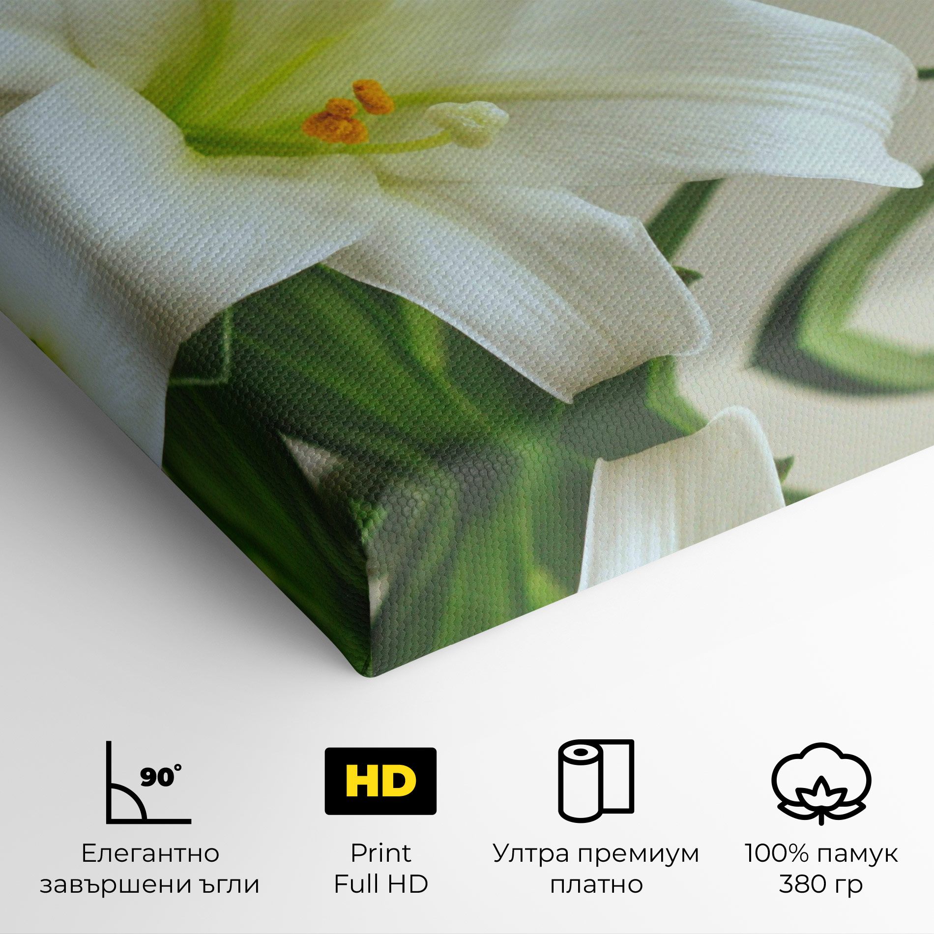Green Lily mockup 4