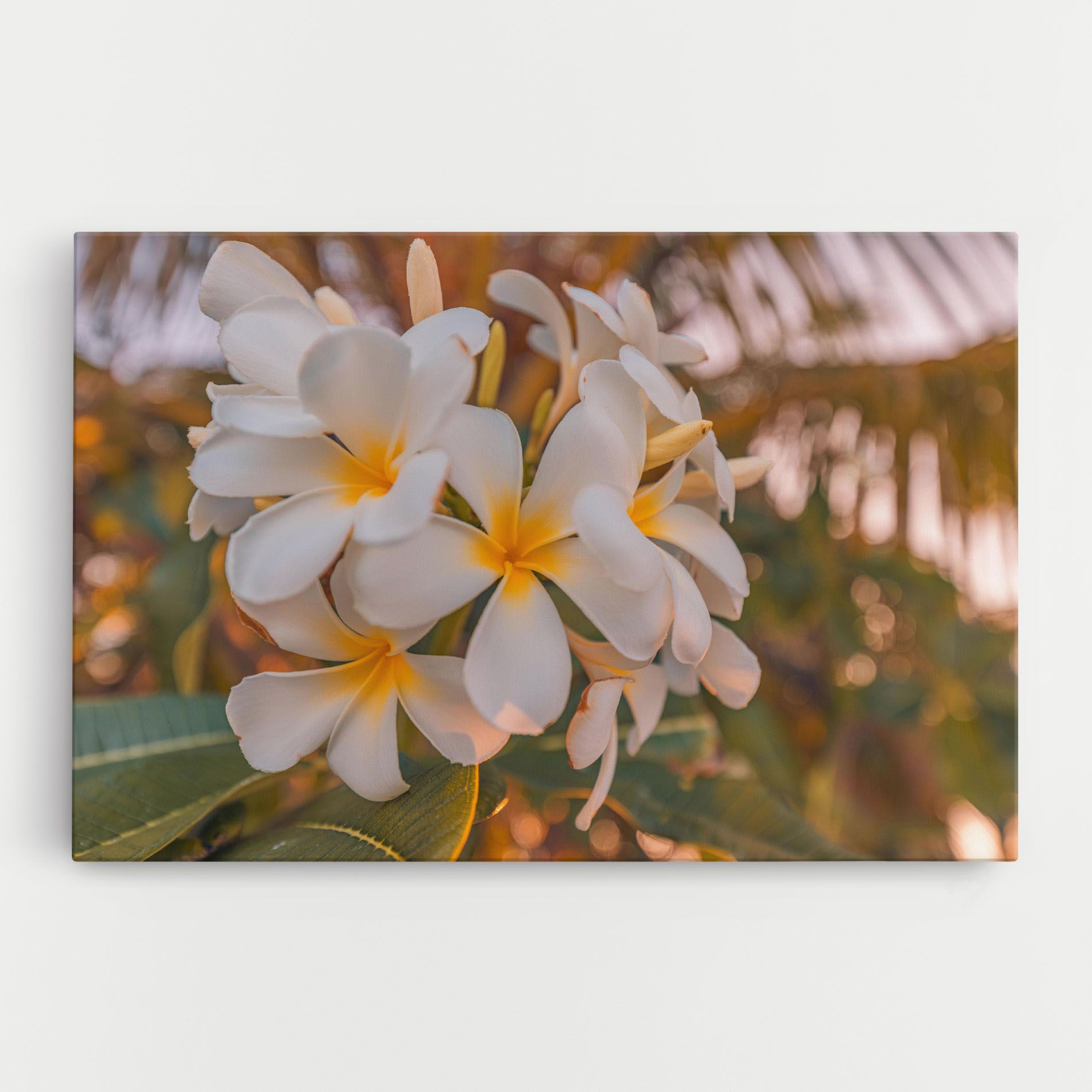 White Plumeria mockup 0