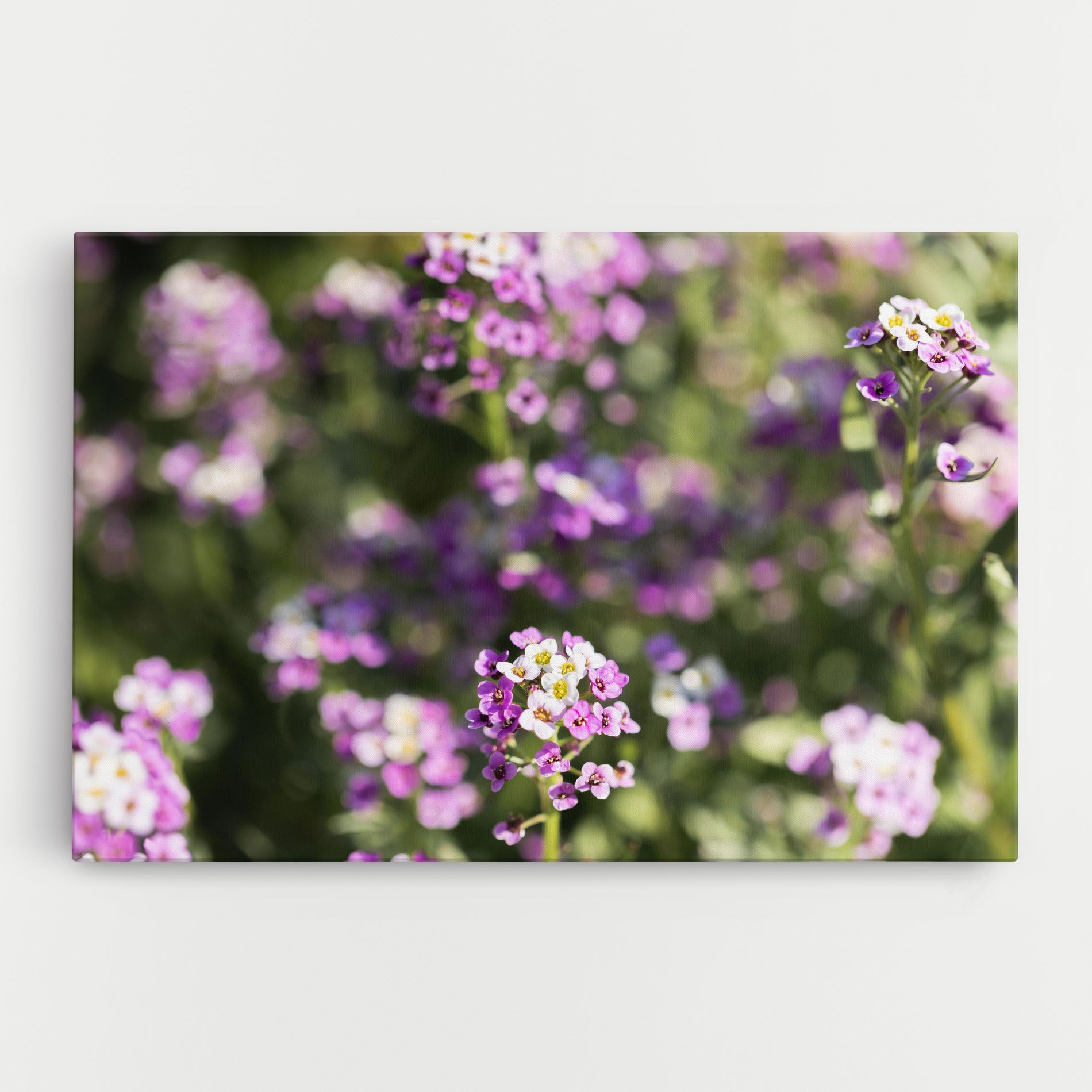 Wild Purple Field mockup 0