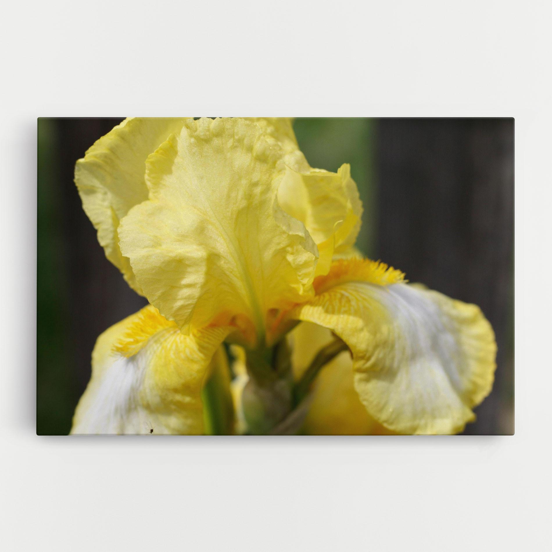 Картина на платно Garden Yellow Iris mockup 0