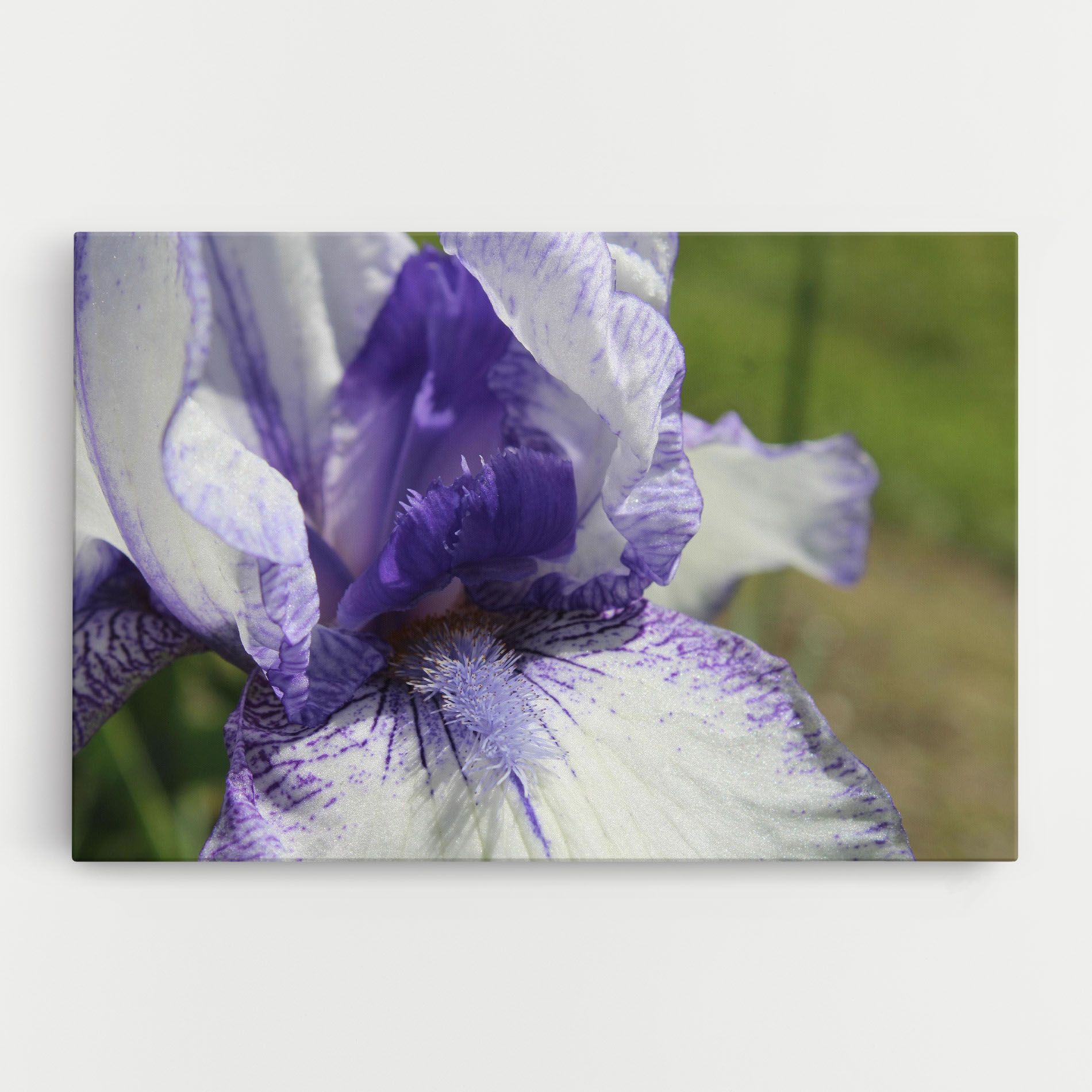 White Purple Iris mockup 0