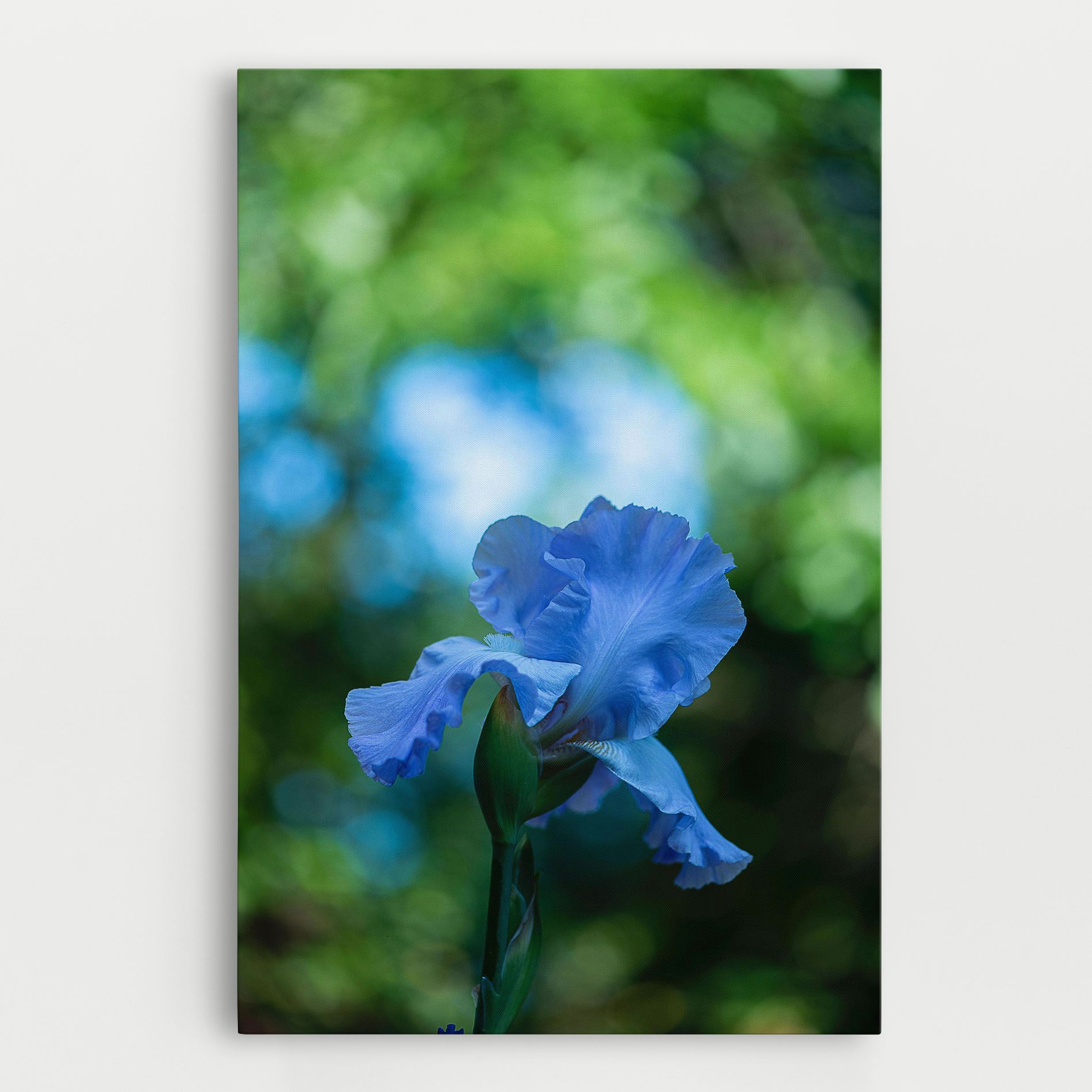 Blue Iris In The Garden mockup 0