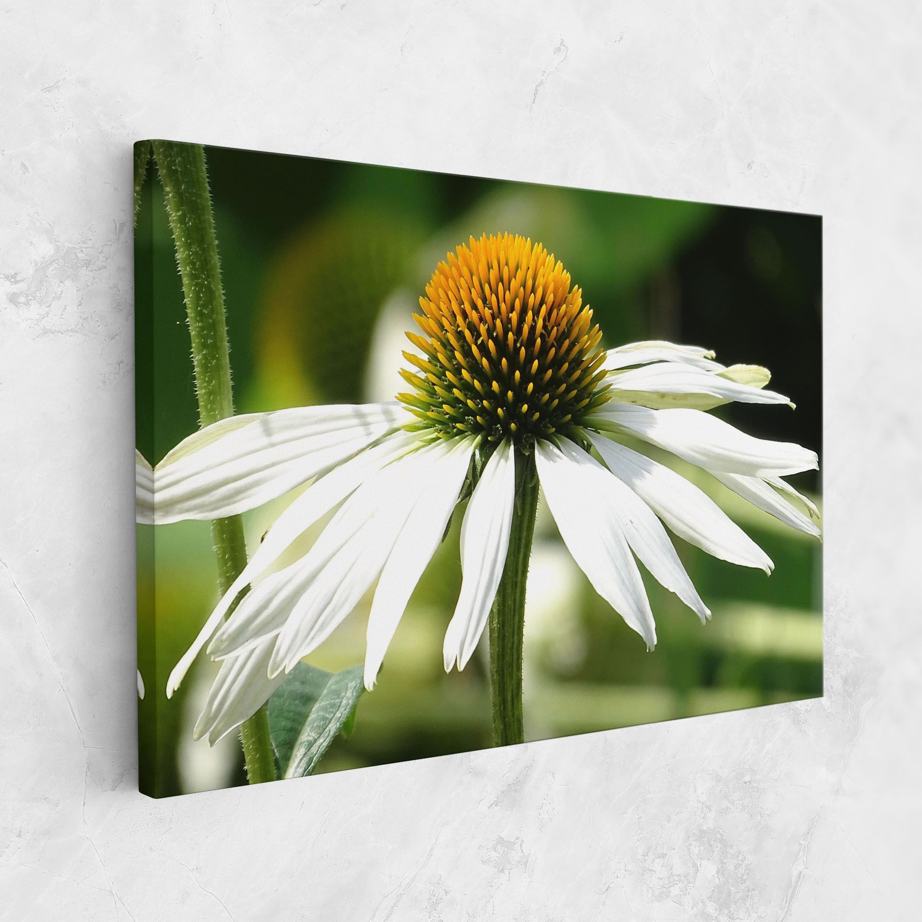 Green Daisy mockup 1