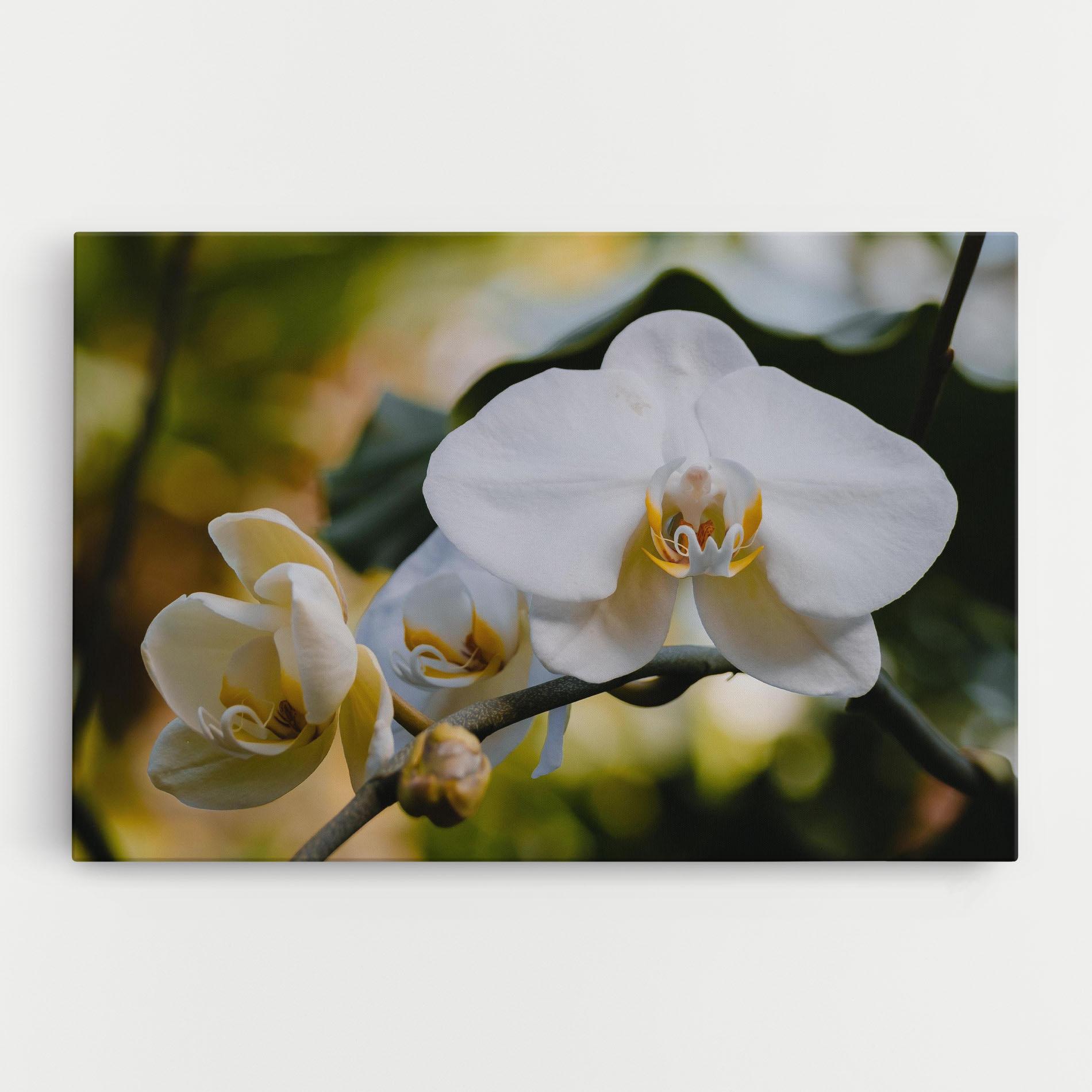 Картина на платно Cream Orchid In Nature mockup 0