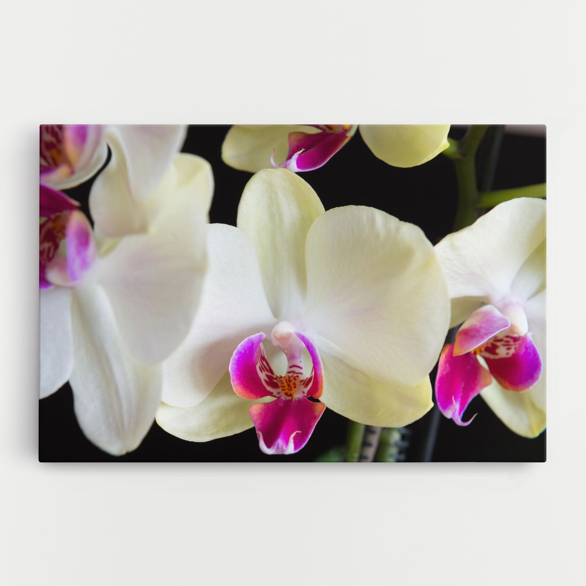 Cream Purple Orchids mockup 0