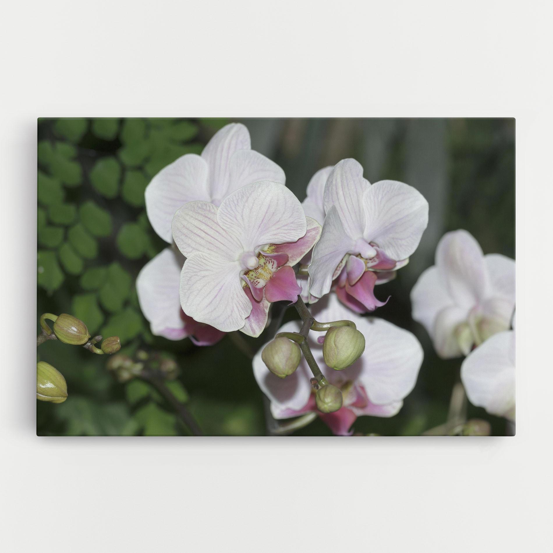 Картина на платно Orchid Botanical Garden mockup 0