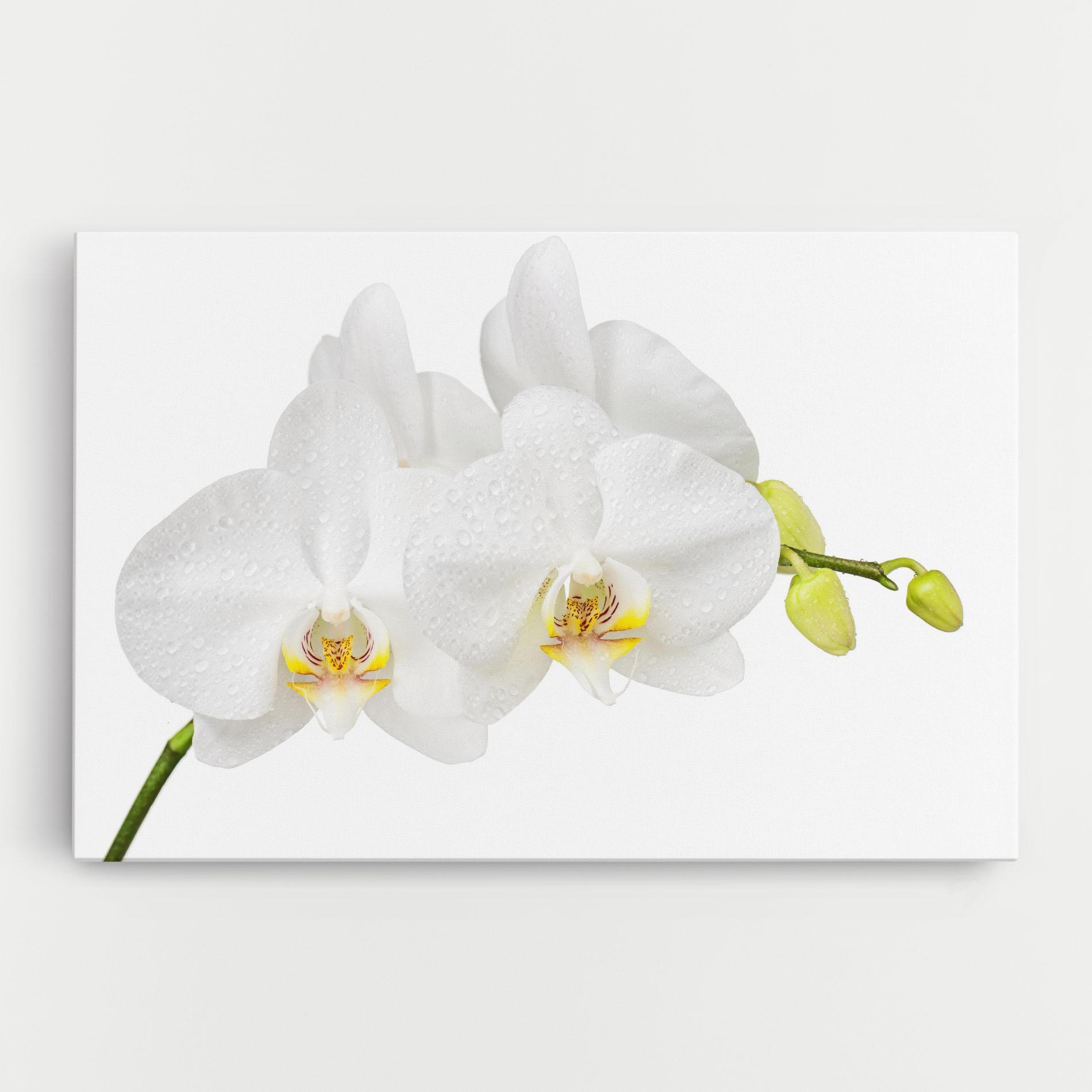 Картина на платно Orchids On White mockup 0