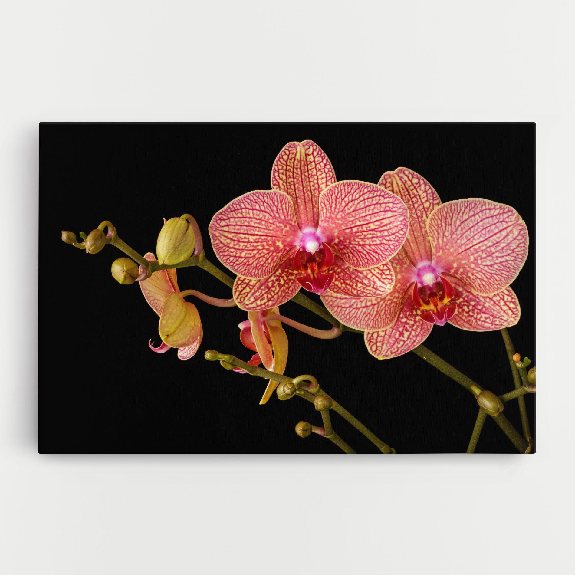 Картина на платно Pink Orchids On Black mockup 0