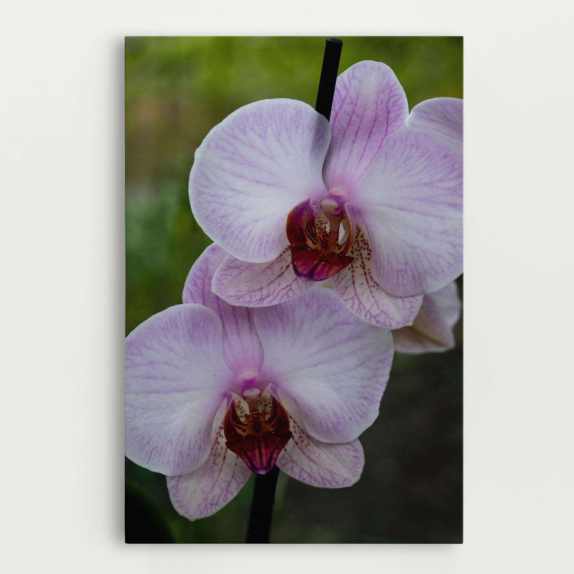 Картина на платно Garden Light Purple Orchid mockup 0