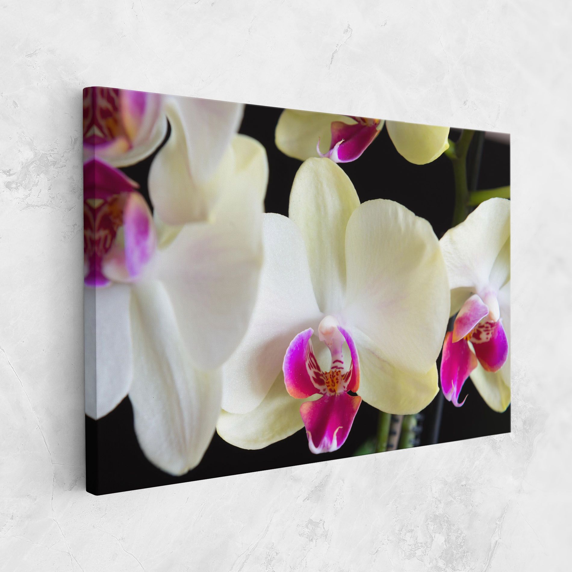 Cream Purple Orchids mockup 1