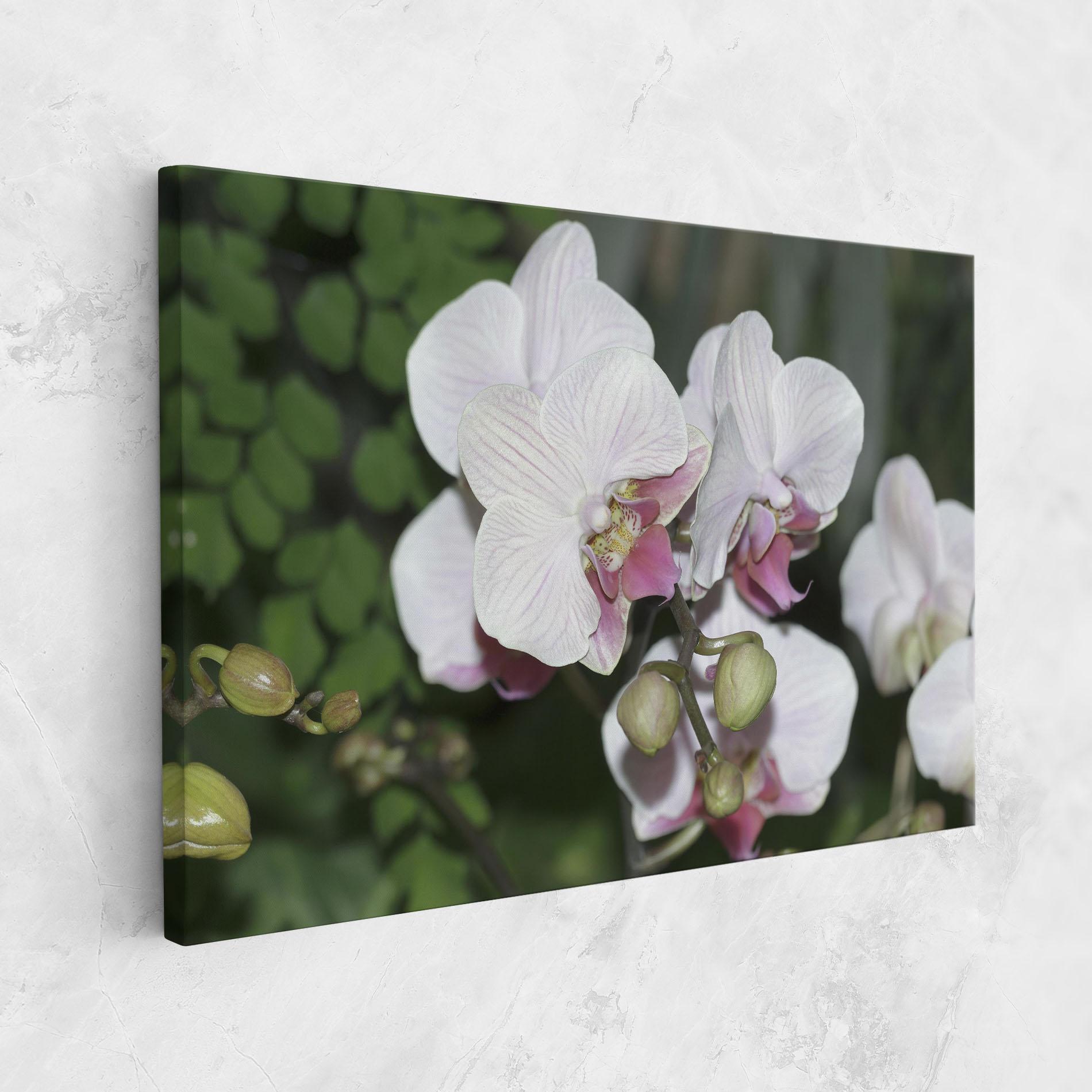 Картина на платно Orchid Botanical Garden mockup 1