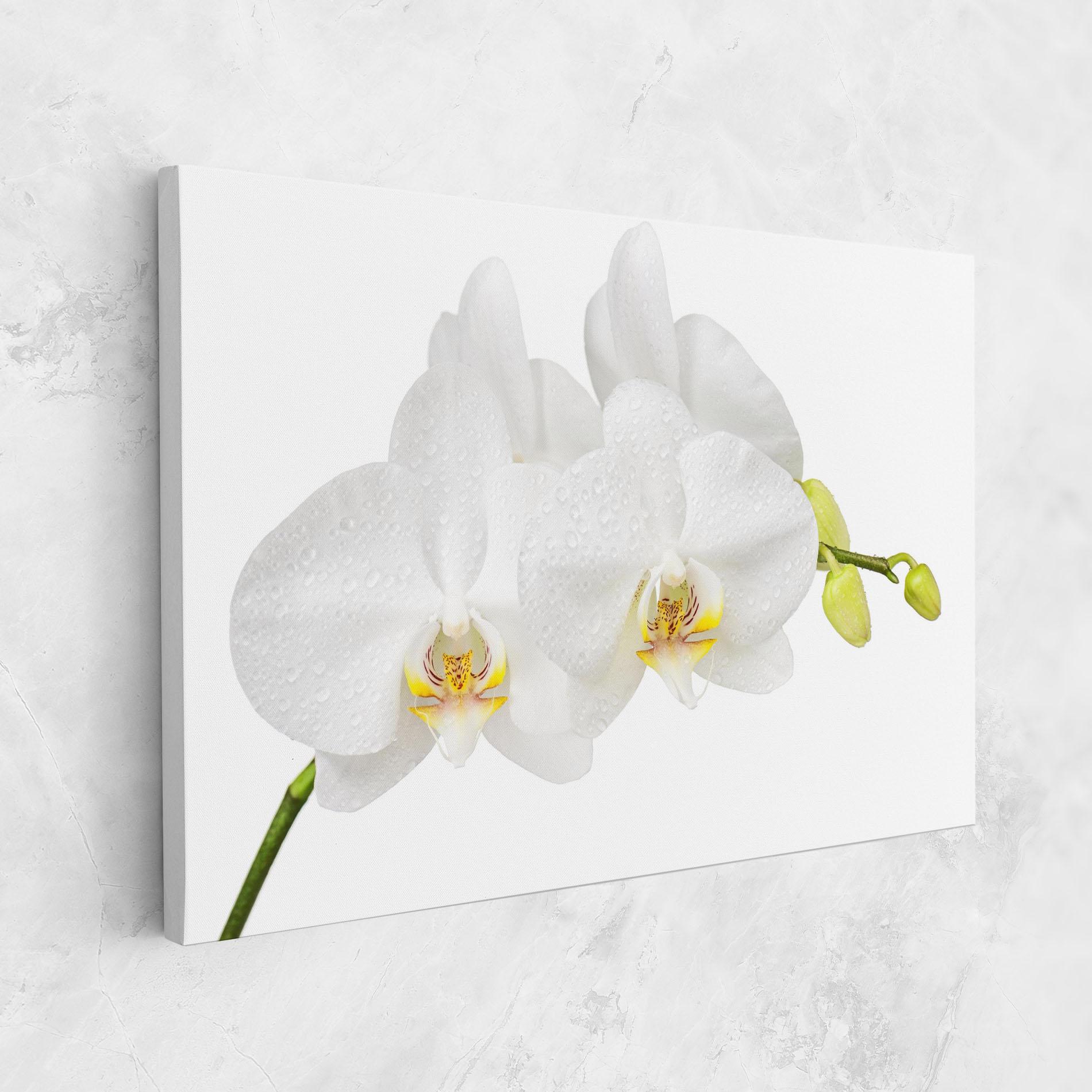 Картина на платно Orchids On White mockup 1