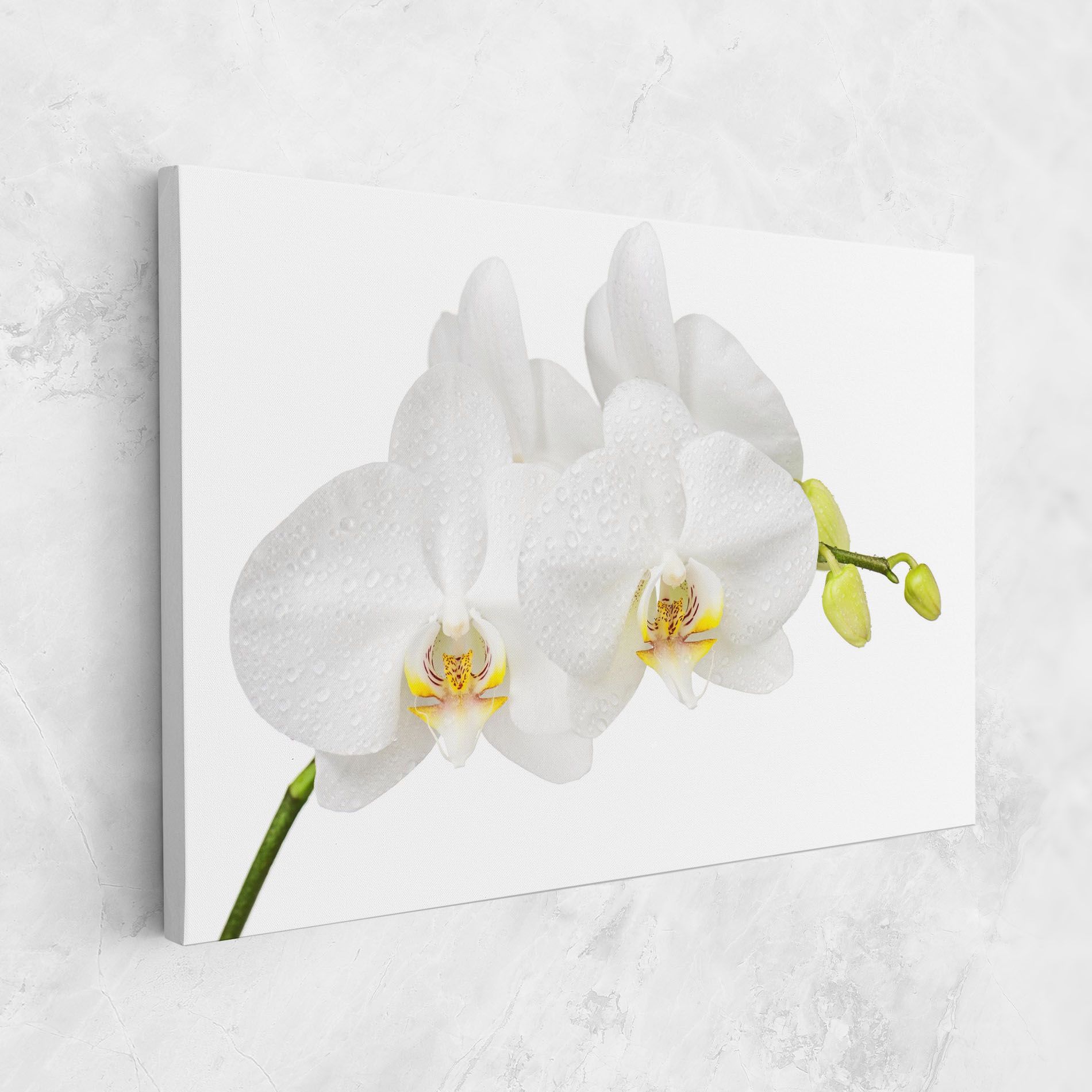 Orchids On White mockup 1