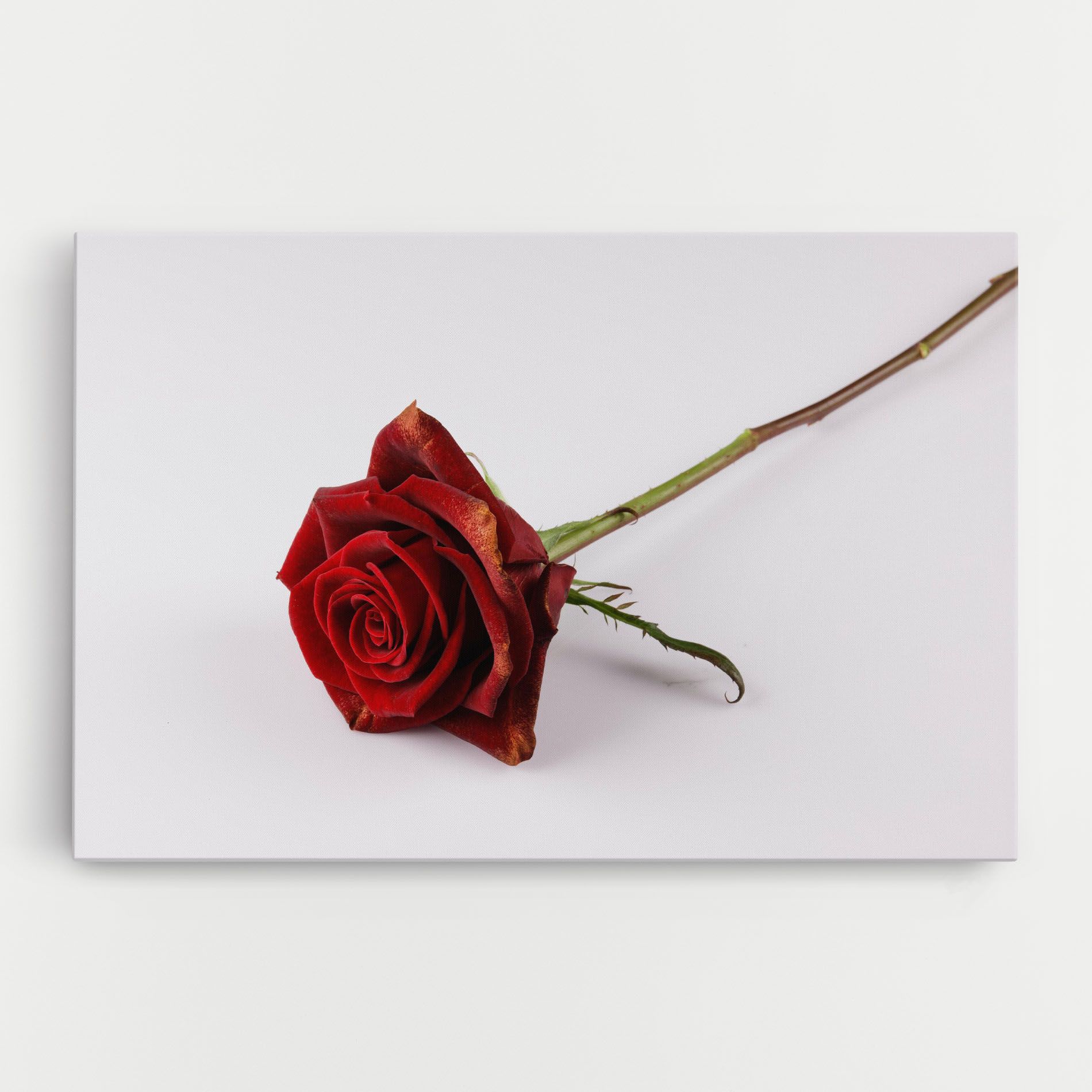 Lonely Rose mockup 0