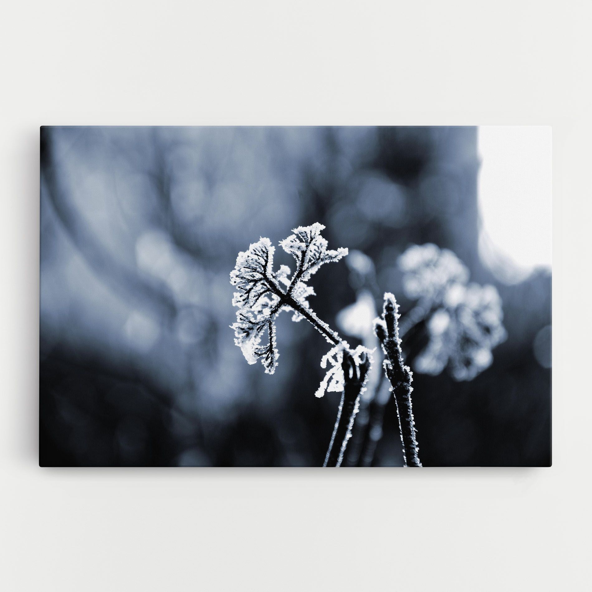 Winter Plant mockup 0
