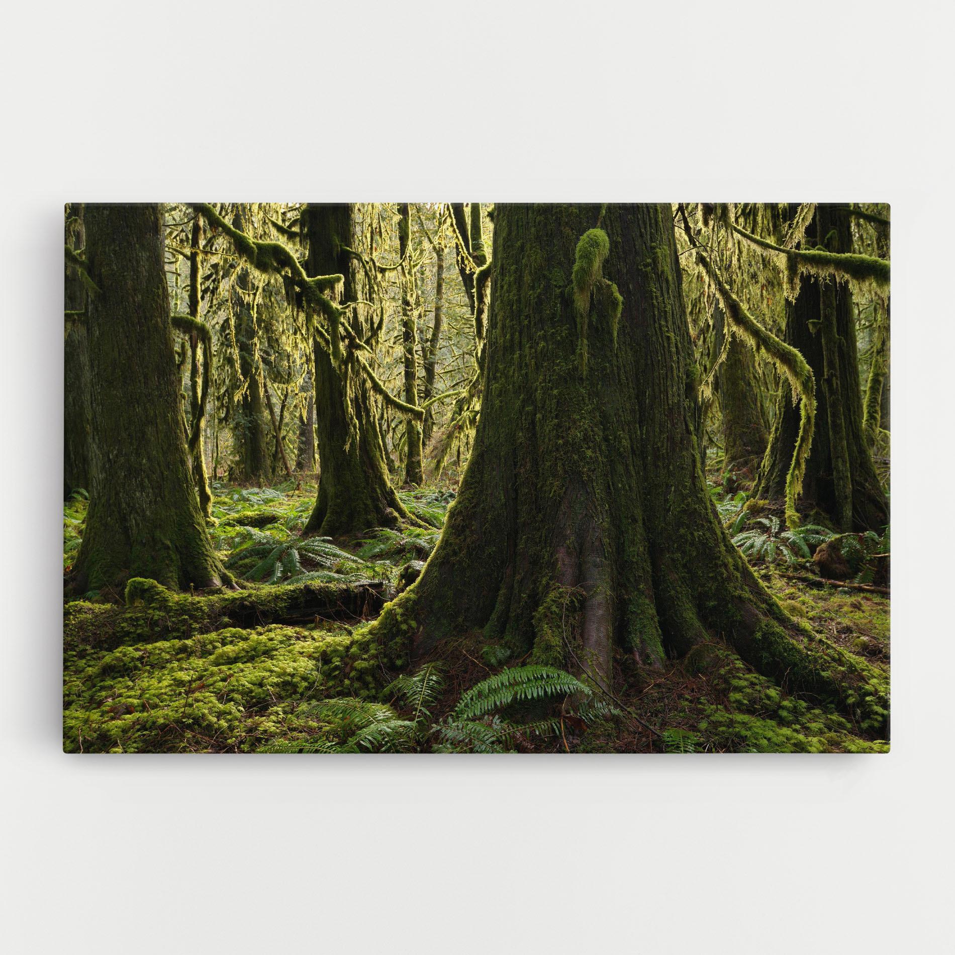 Картина на платно Green Moss Forest mockup 0