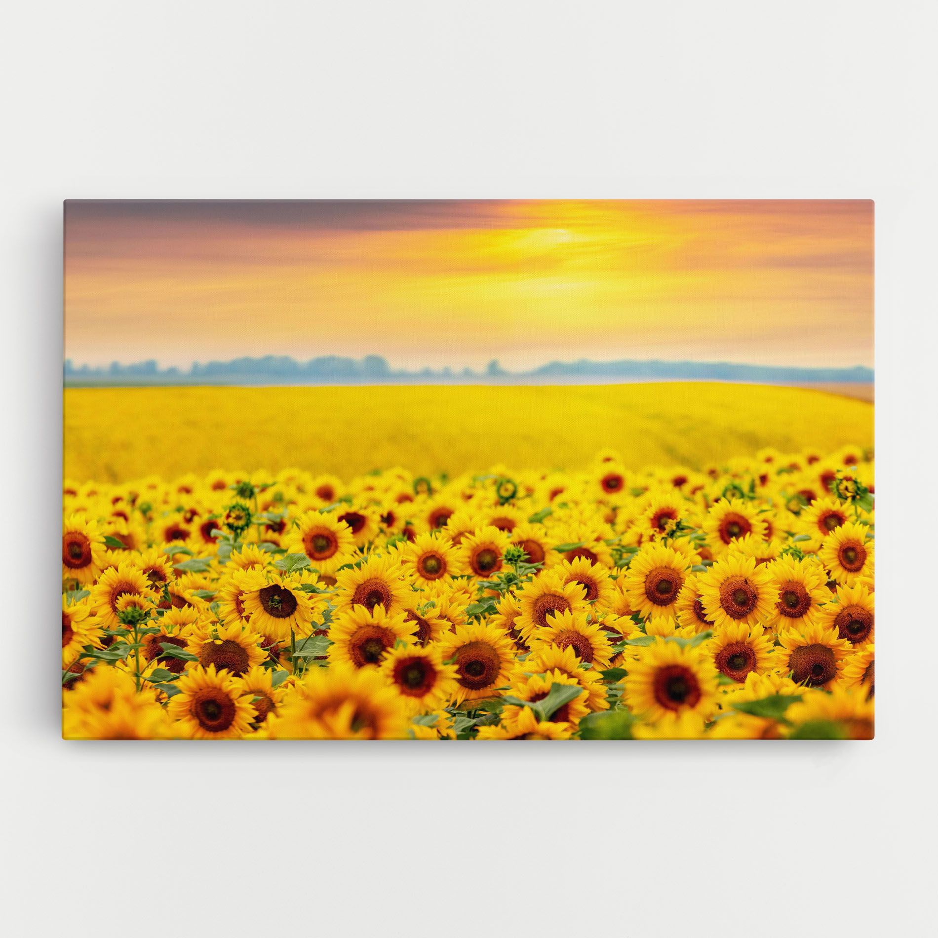 Yellow Sunflowers mockup 0