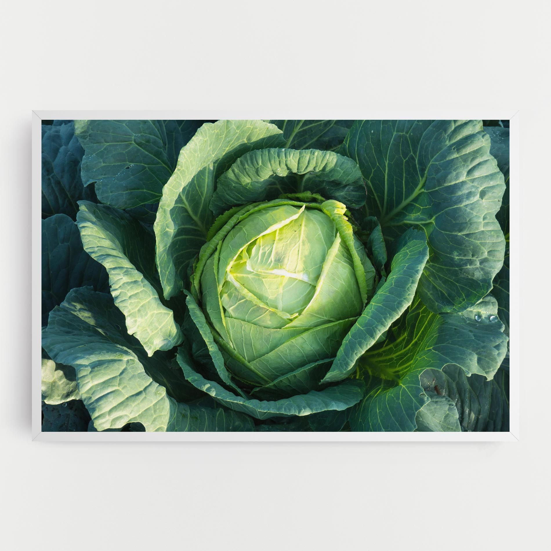 Green Lettuce mockup 0
