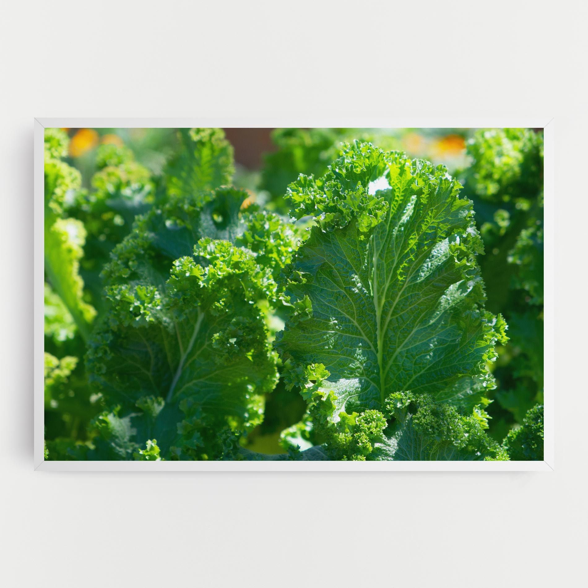 Lettuce View mockup 0