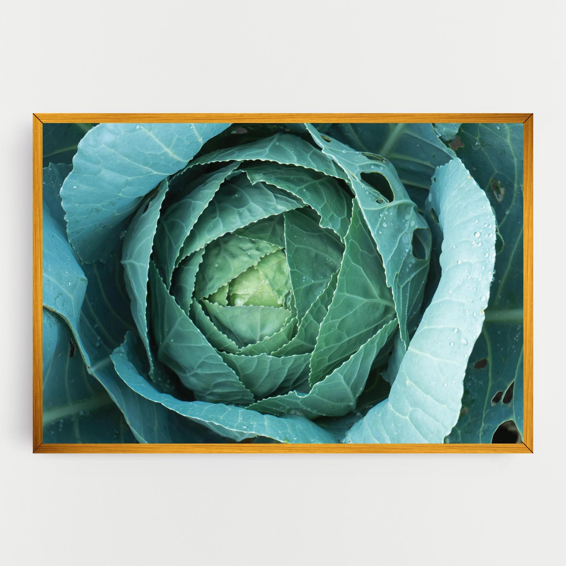 Blue Lettuce mockup 0