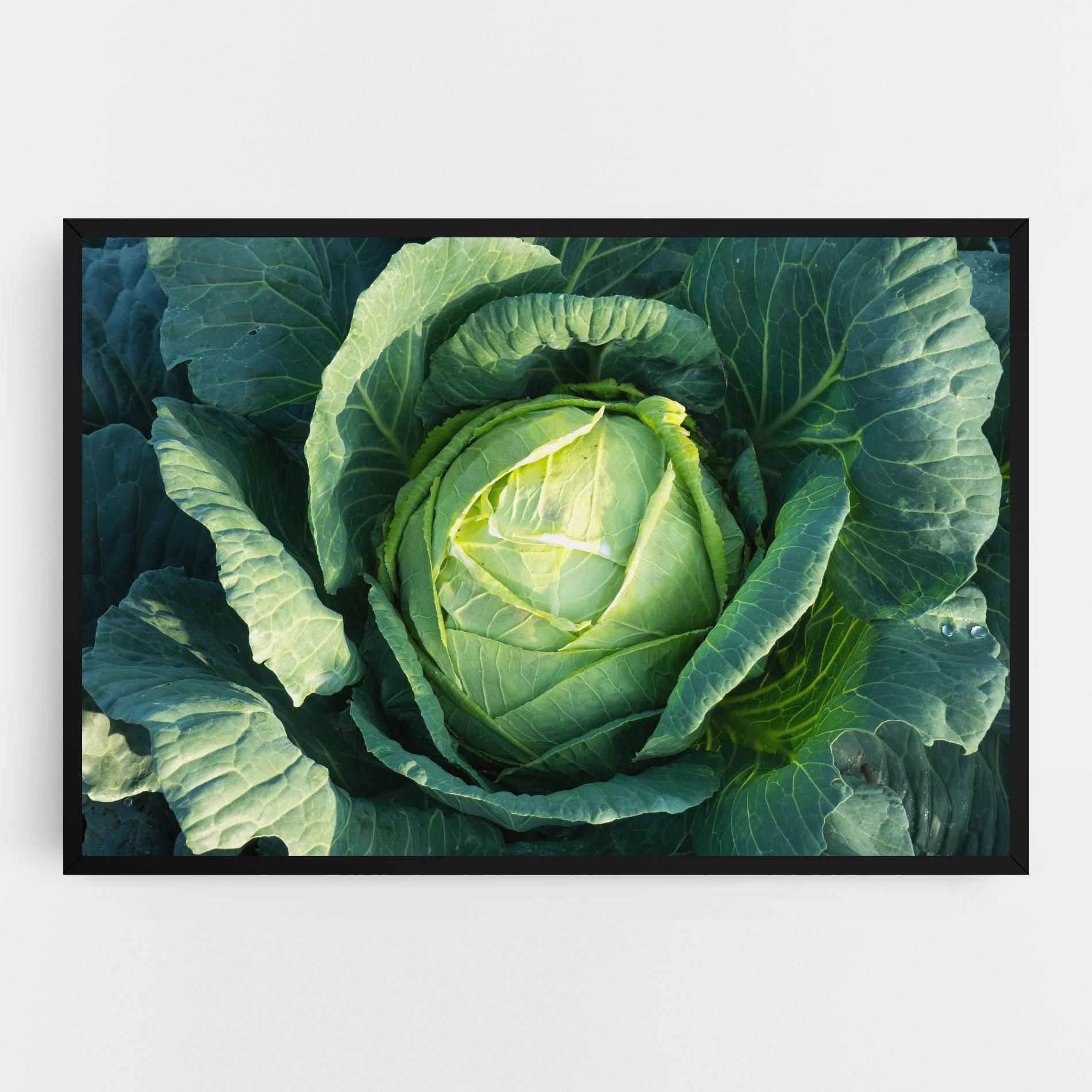 Картина на платно Green Lettuce mockup 0