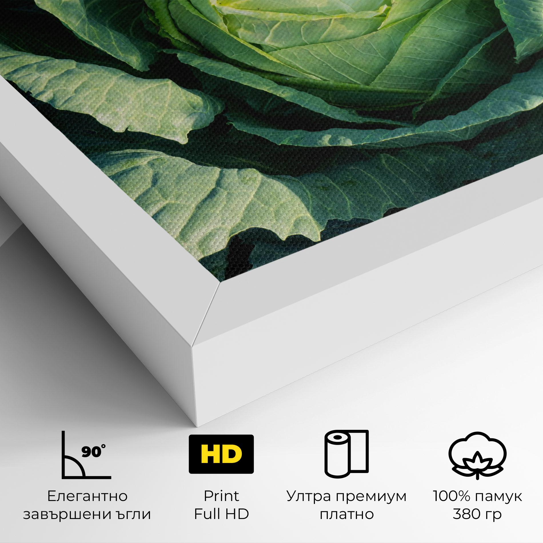 Картина на платно Green Lettuce mockup 4
