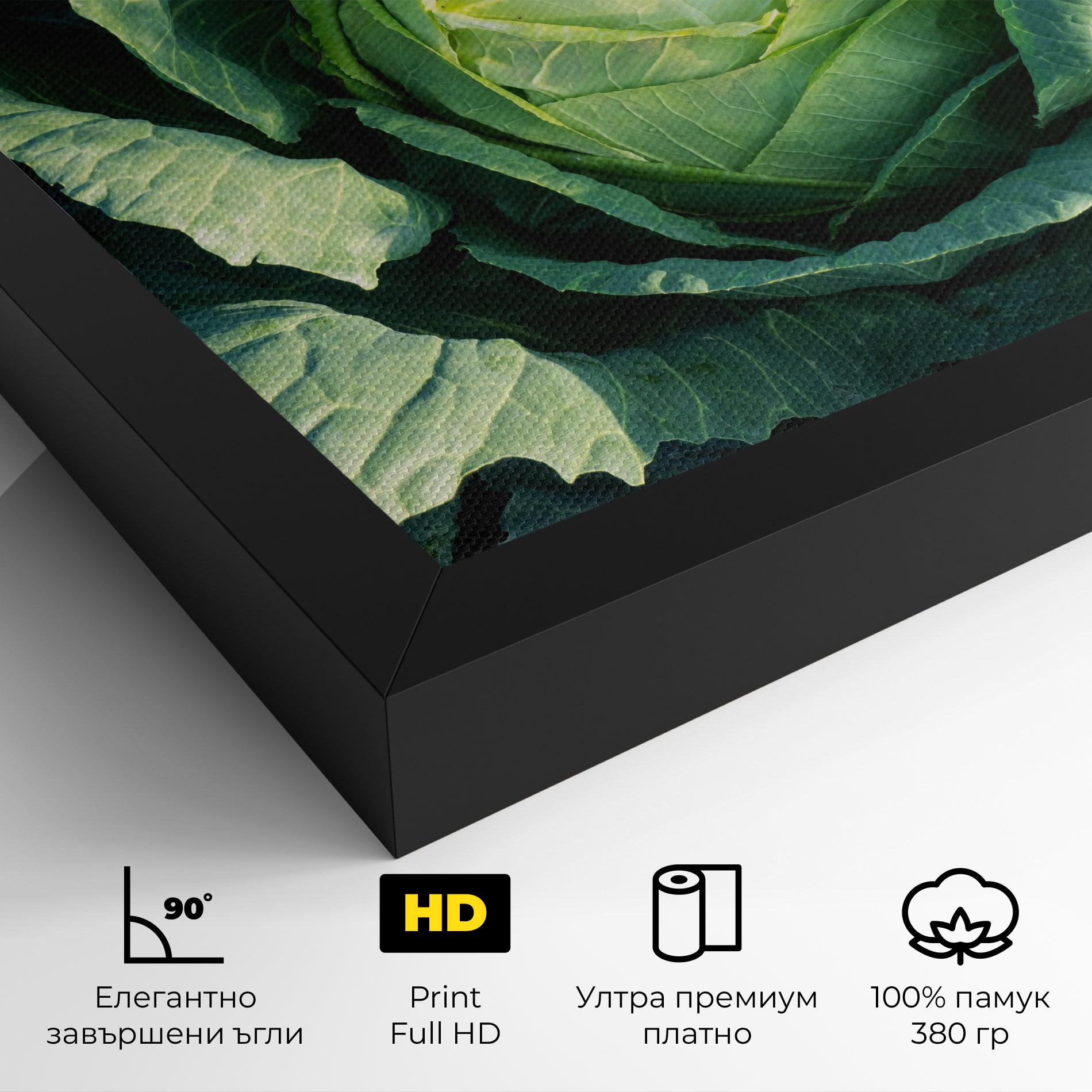 Картина на платно Green Lettuce mockup 4