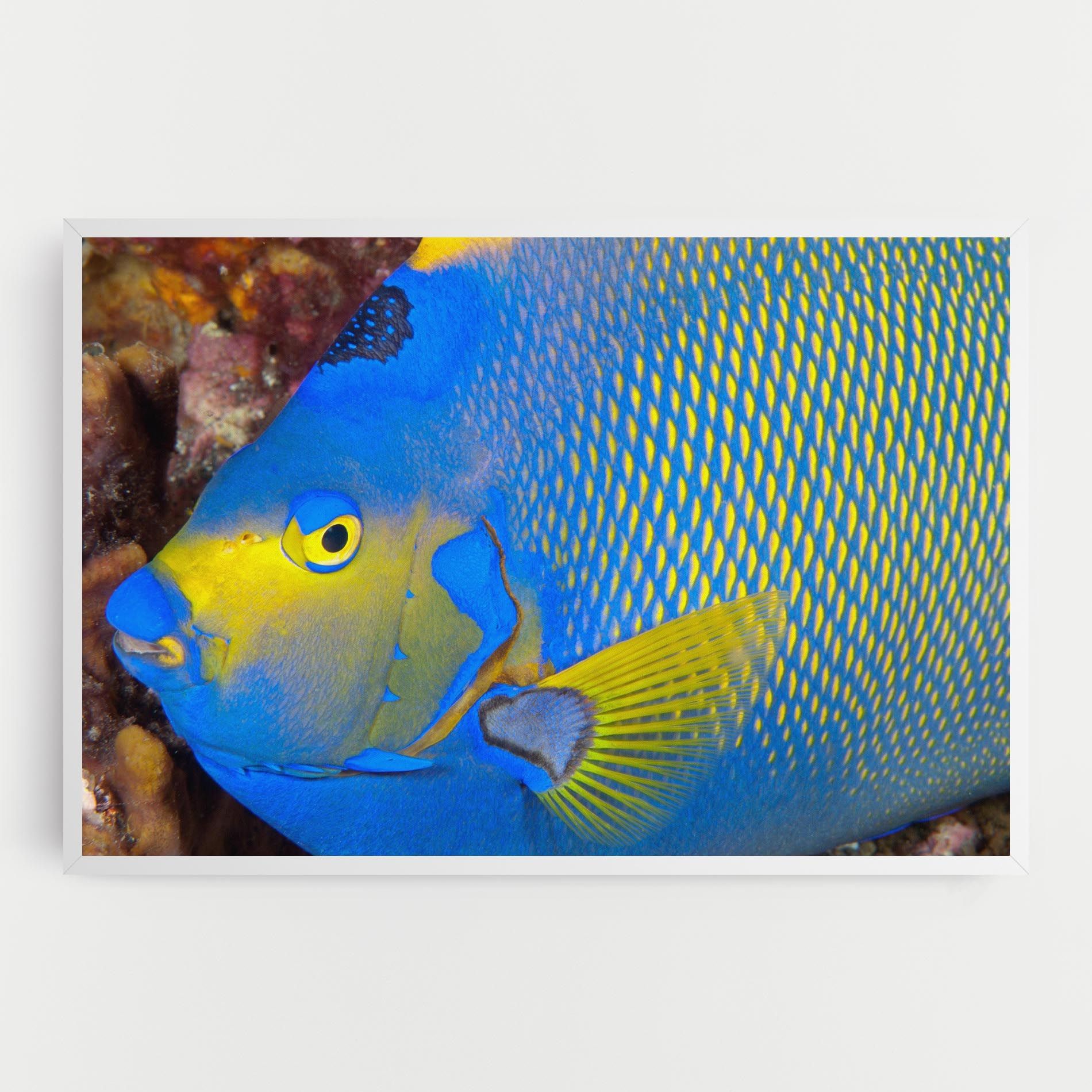 Blue Yellow Fish mockup 0