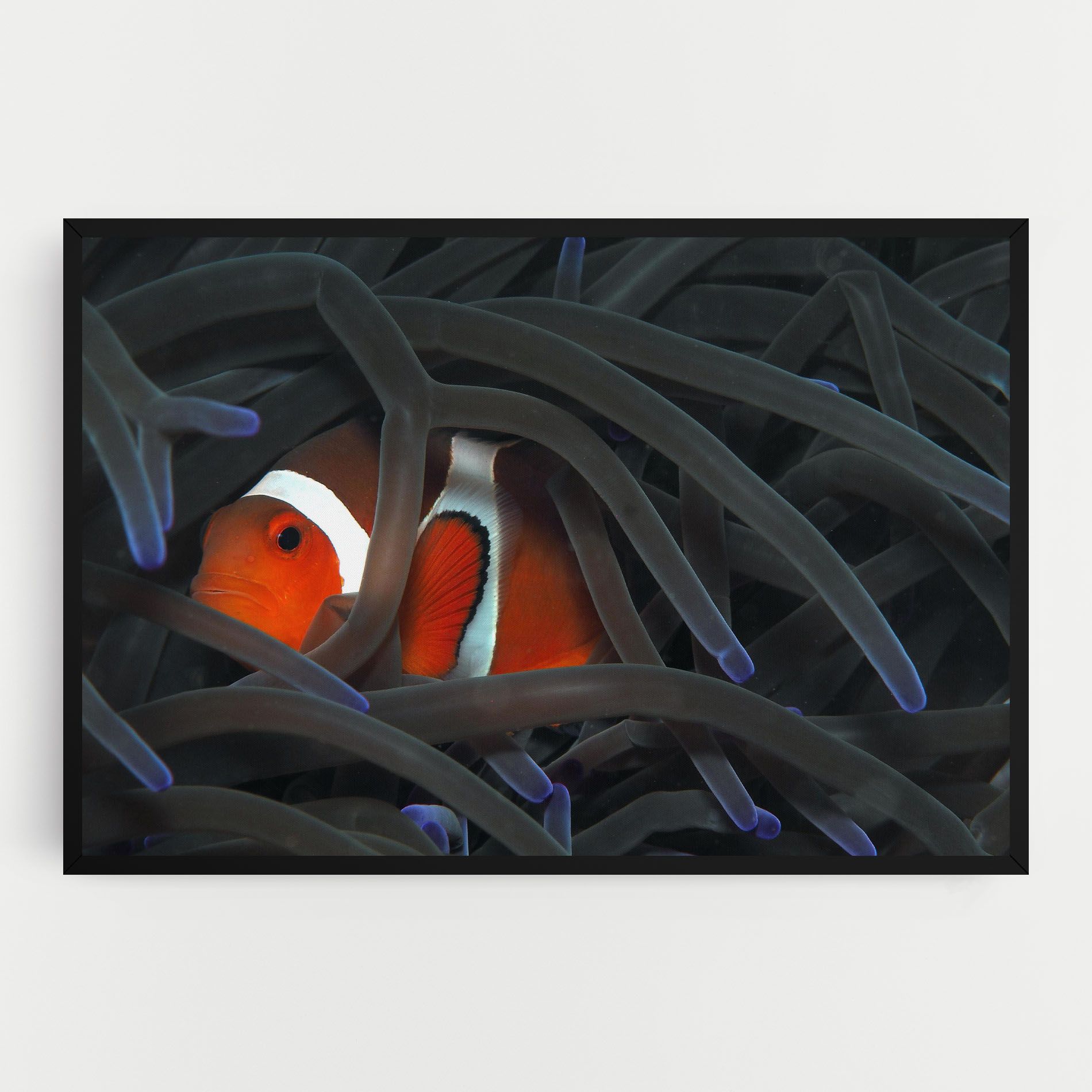 Nemo Hiding mockup 0