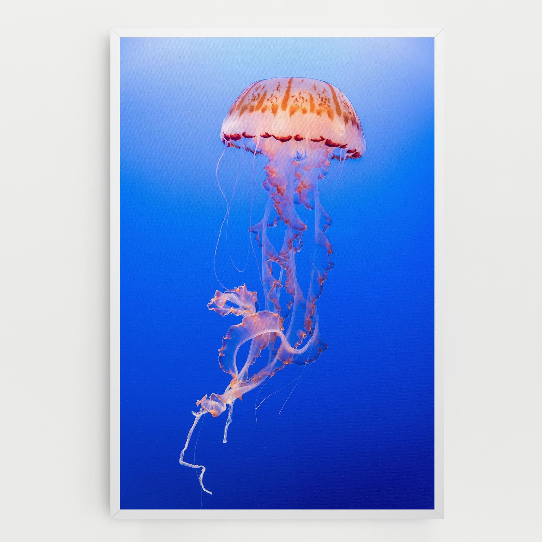 Pretty White Jellyfish mockup 0