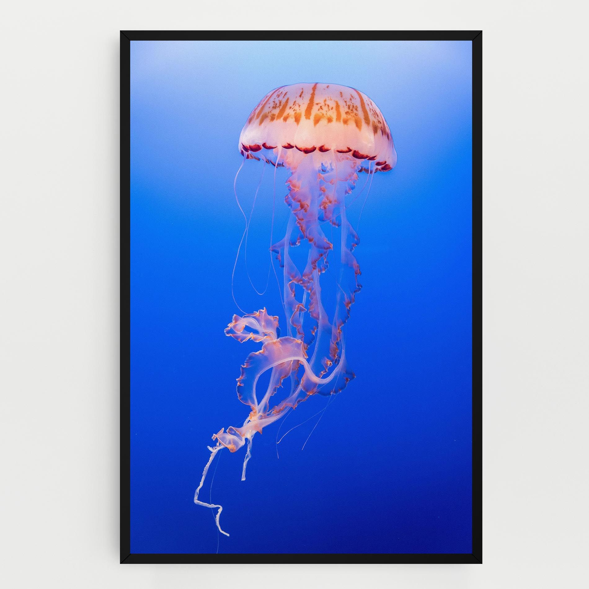Pretty White Jellyfish mockup 0