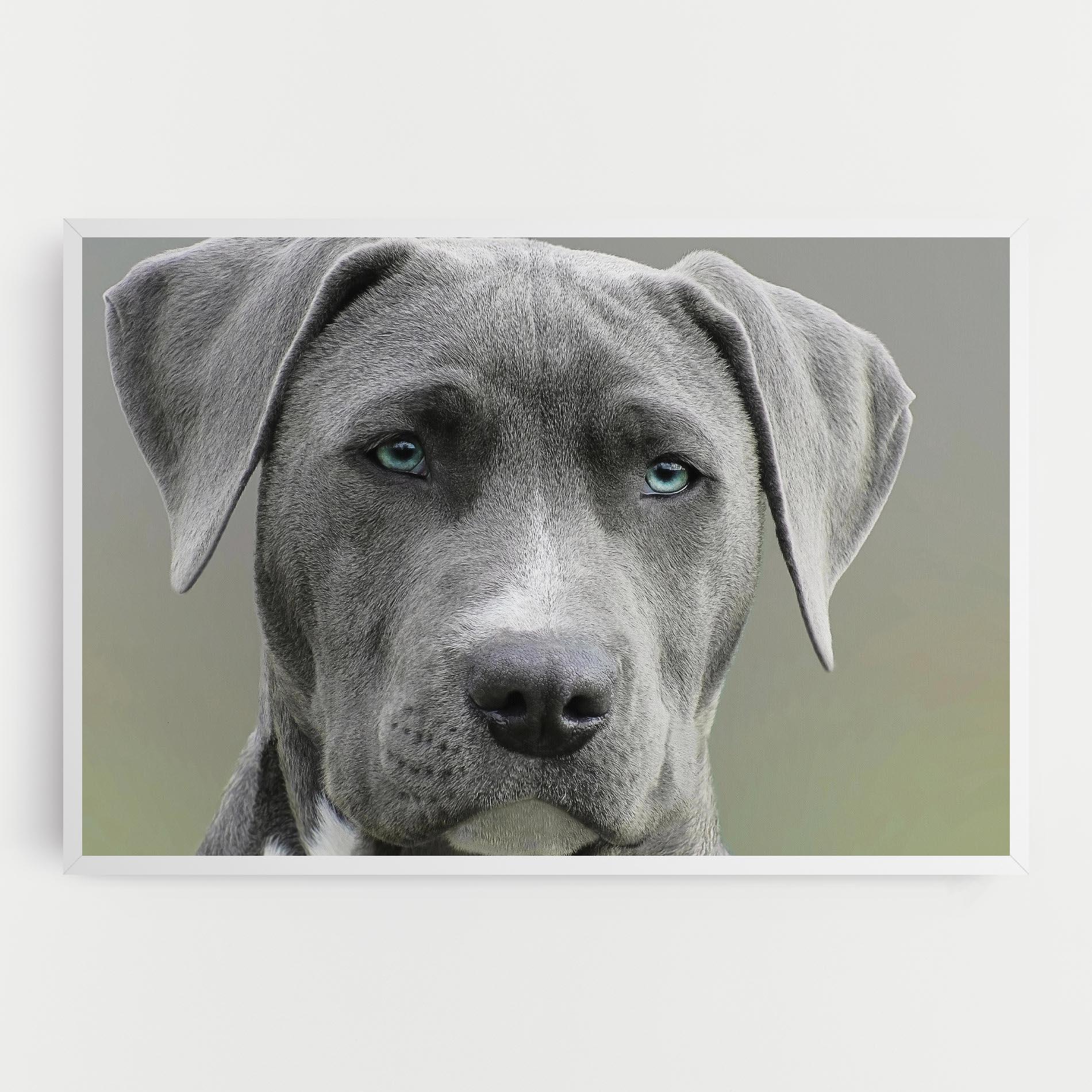 Картина на платно Blue Eyes Dog mockup 0