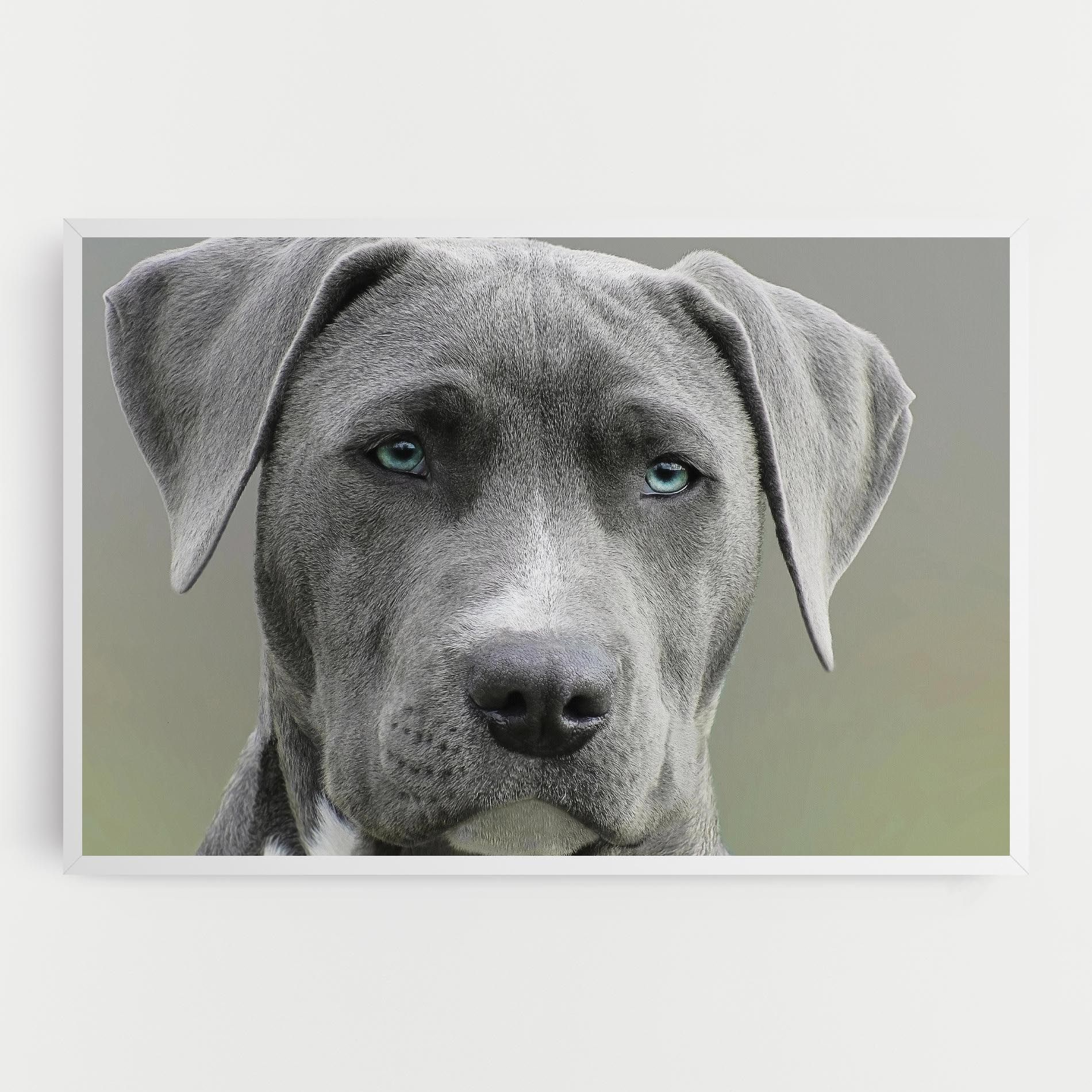 Blue Eyes Dog mockup 0