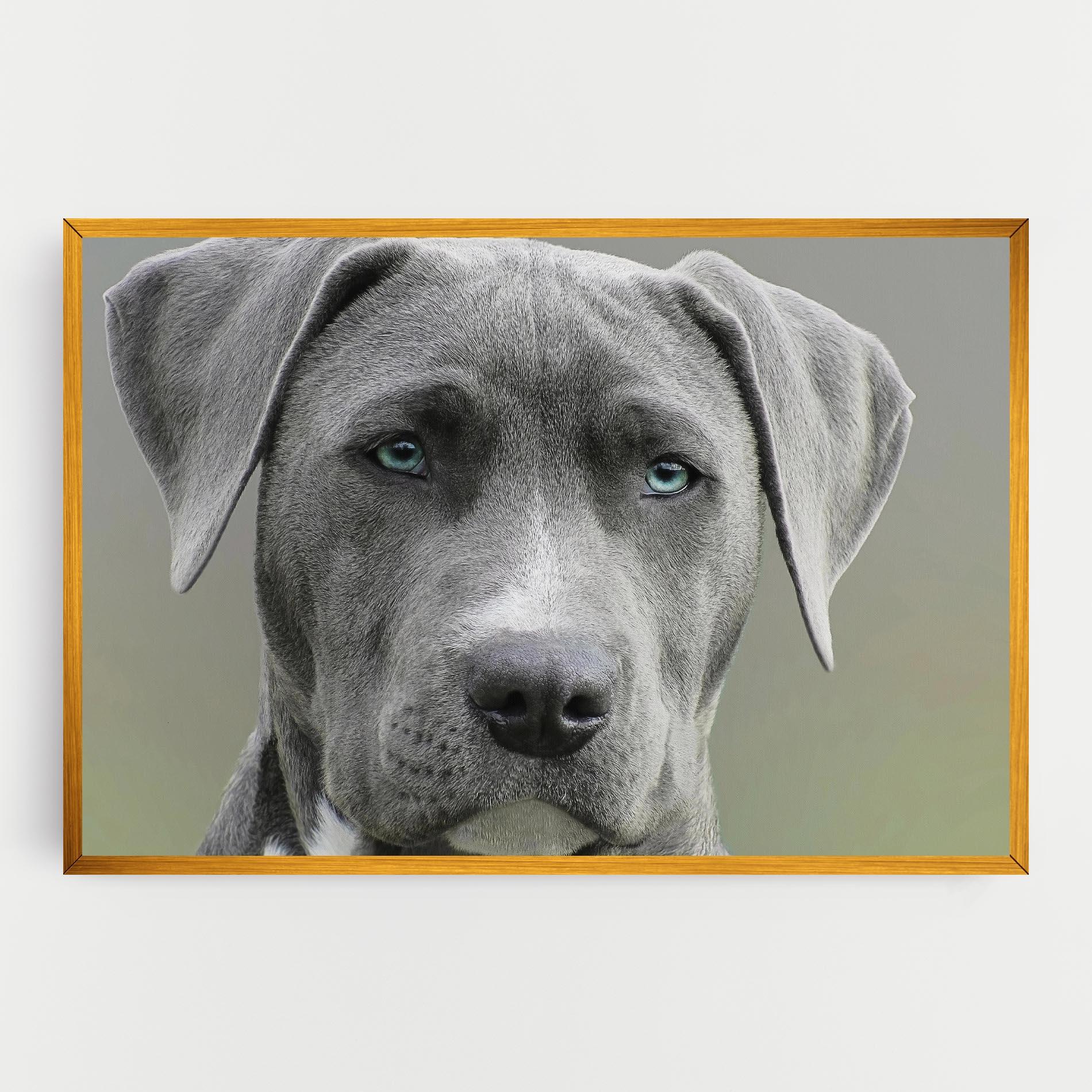 Картина на платно Blue Eyes Dog mockup 0