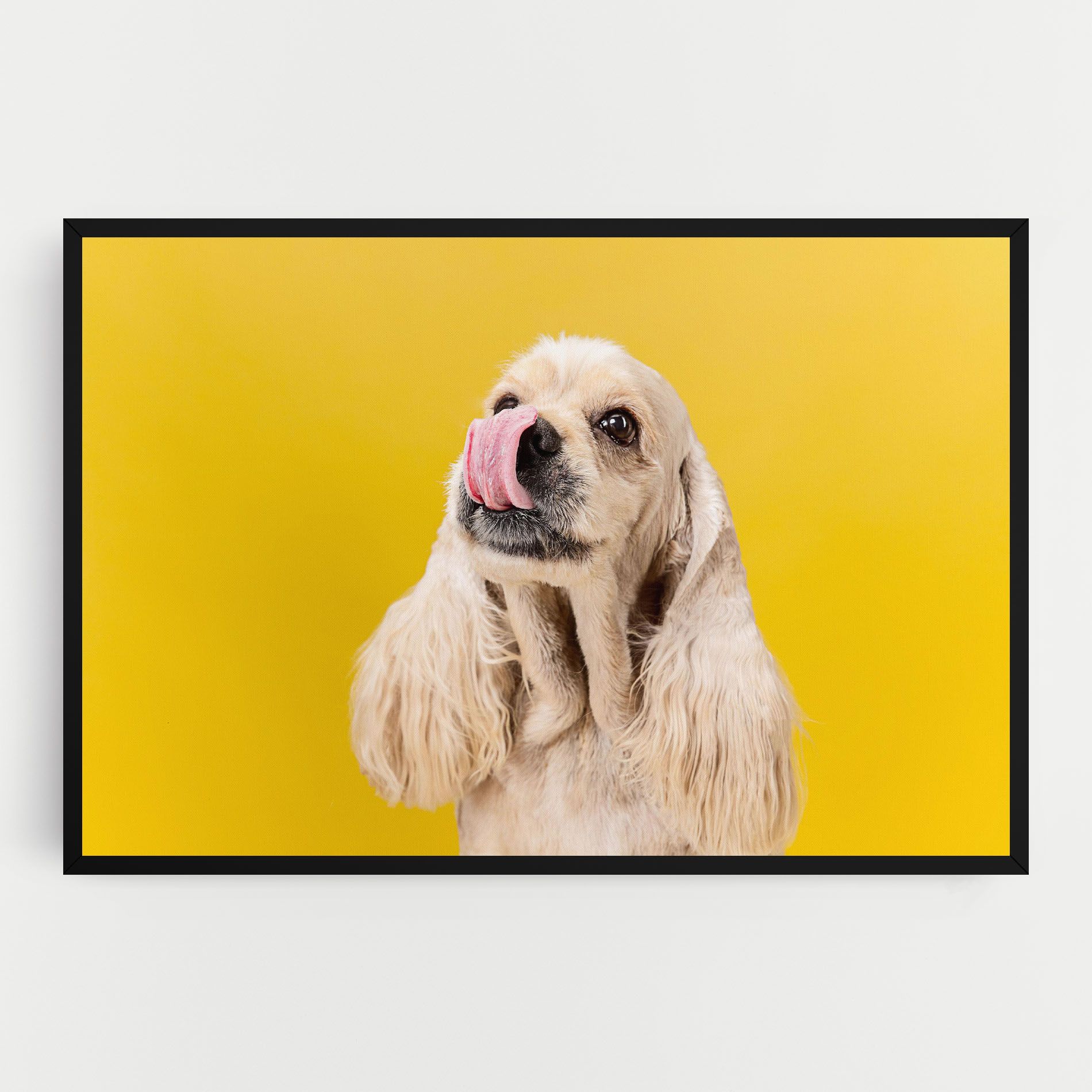 American Spaniel mockup 0