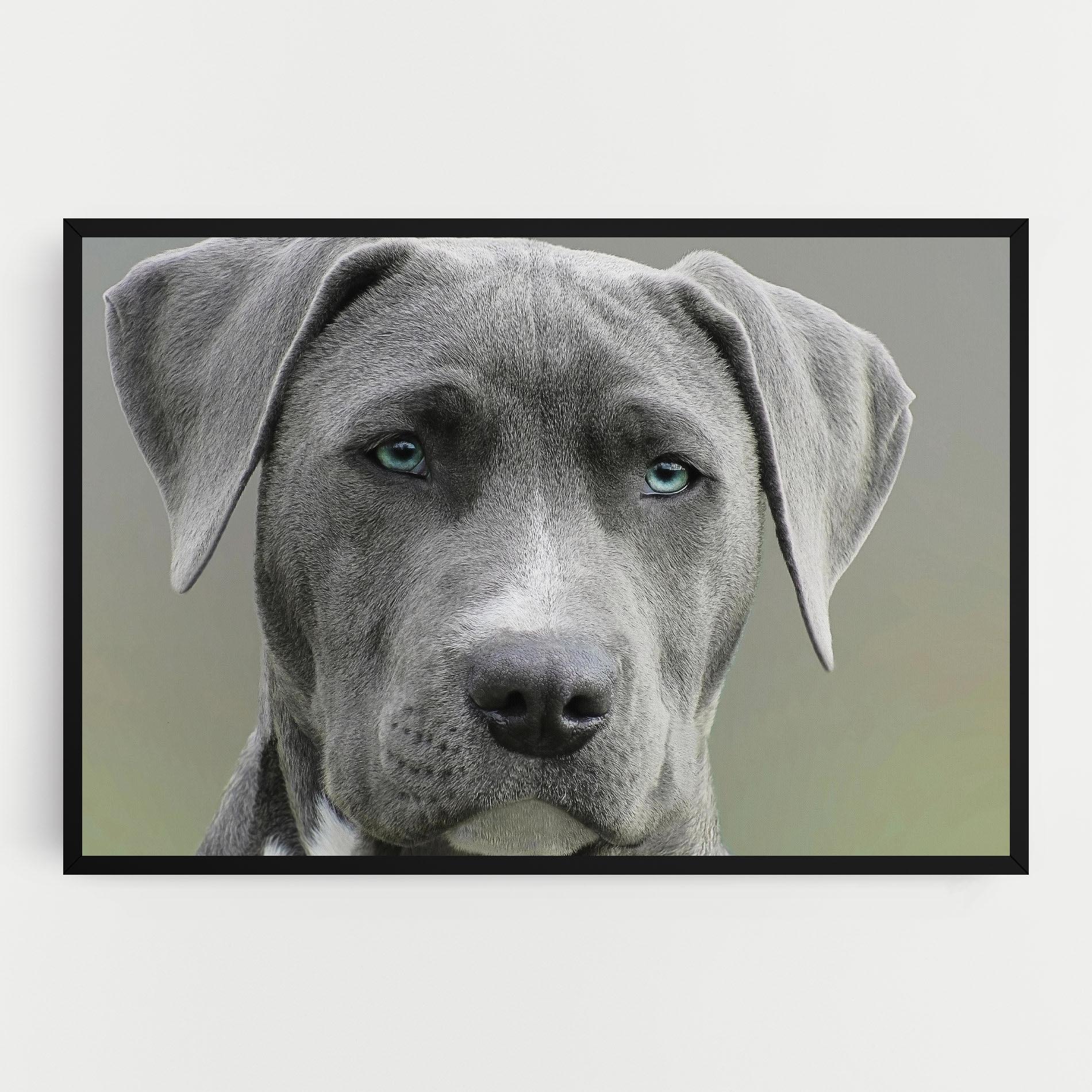 Картина на платно Blue Eyes Dog mockup 0