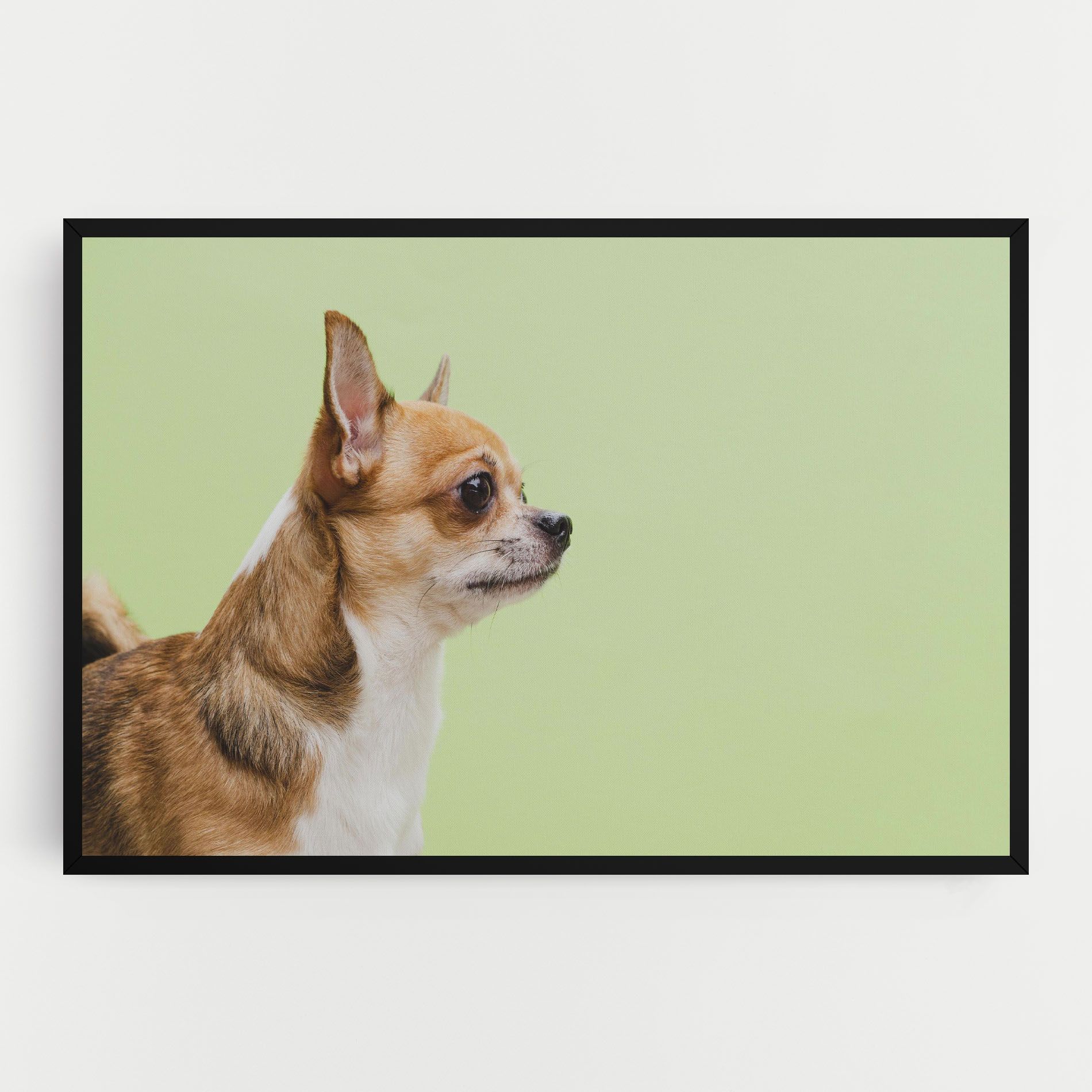 Chihuahua Dog mockup 0