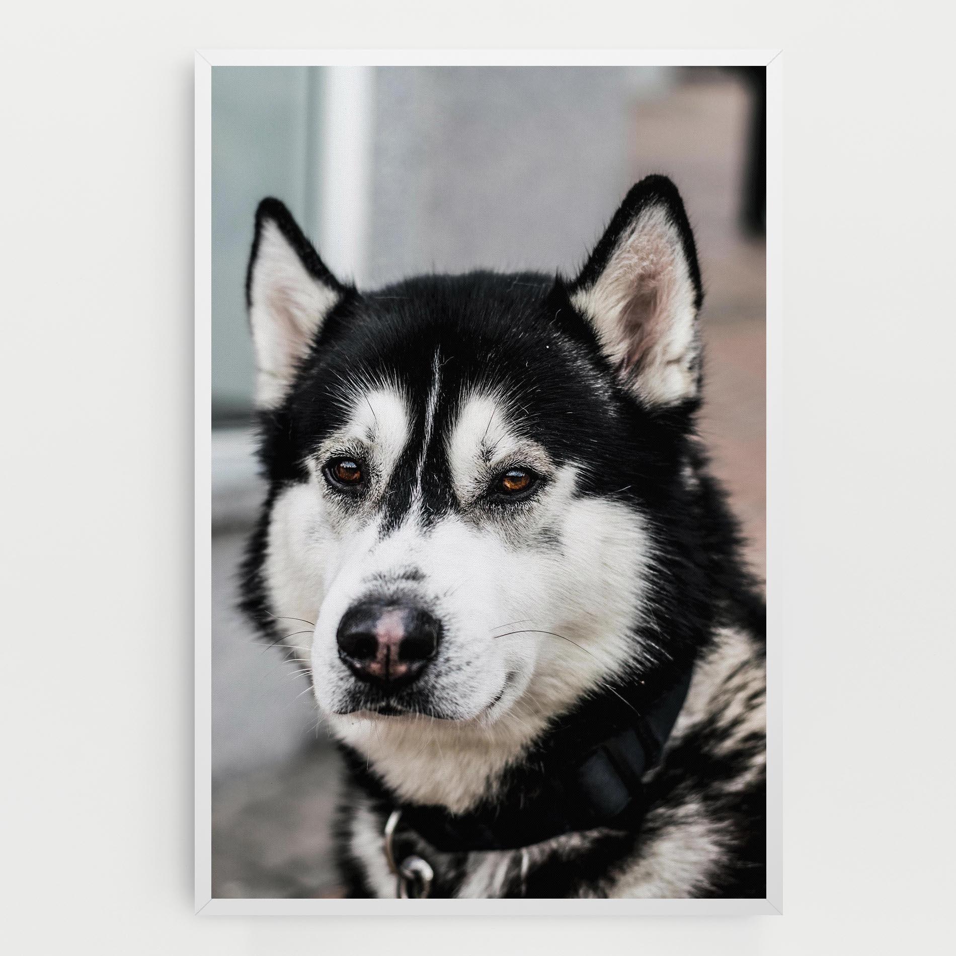 Картина на платно Husky Dog mockup 0