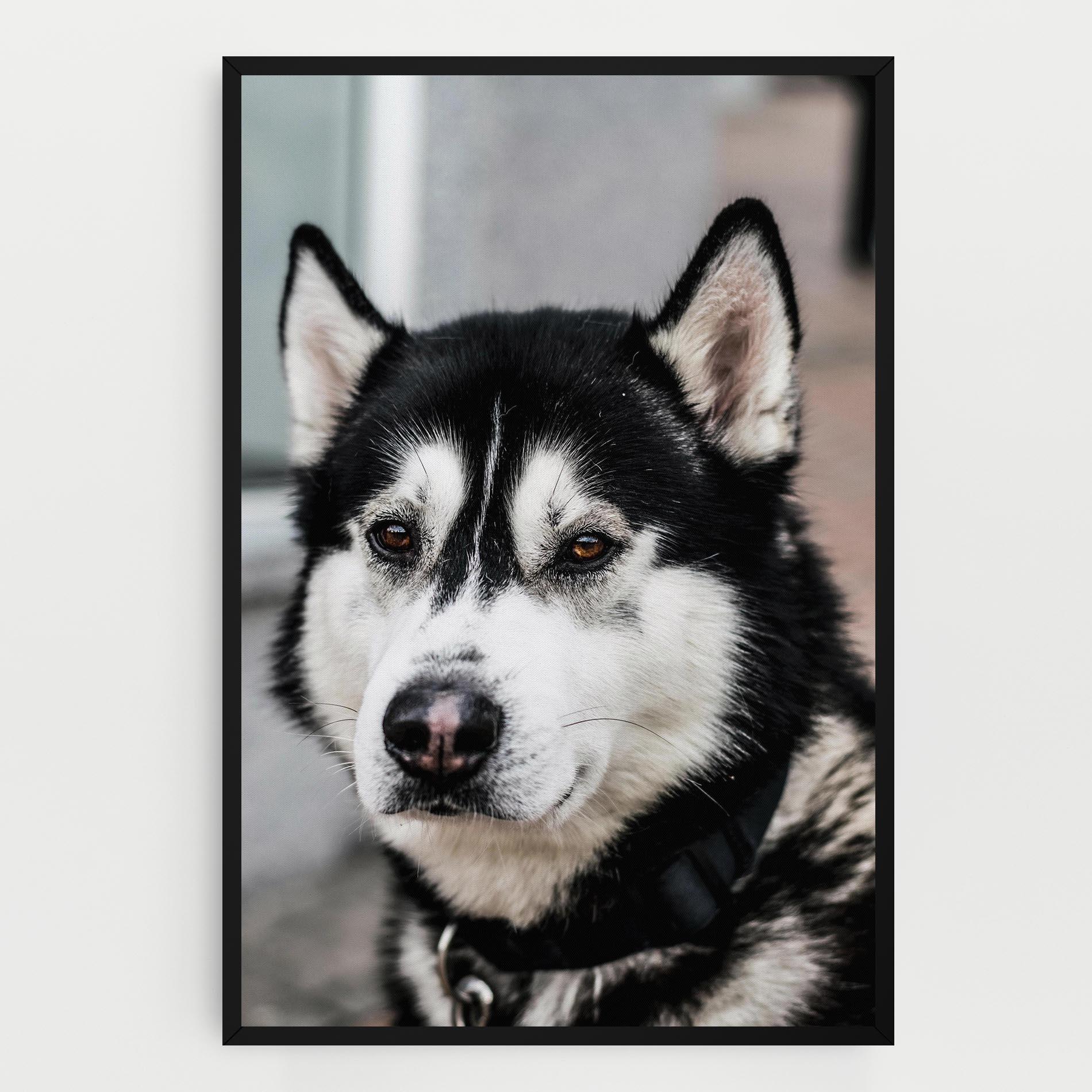 Картина на платно Husky Dog mockup 0