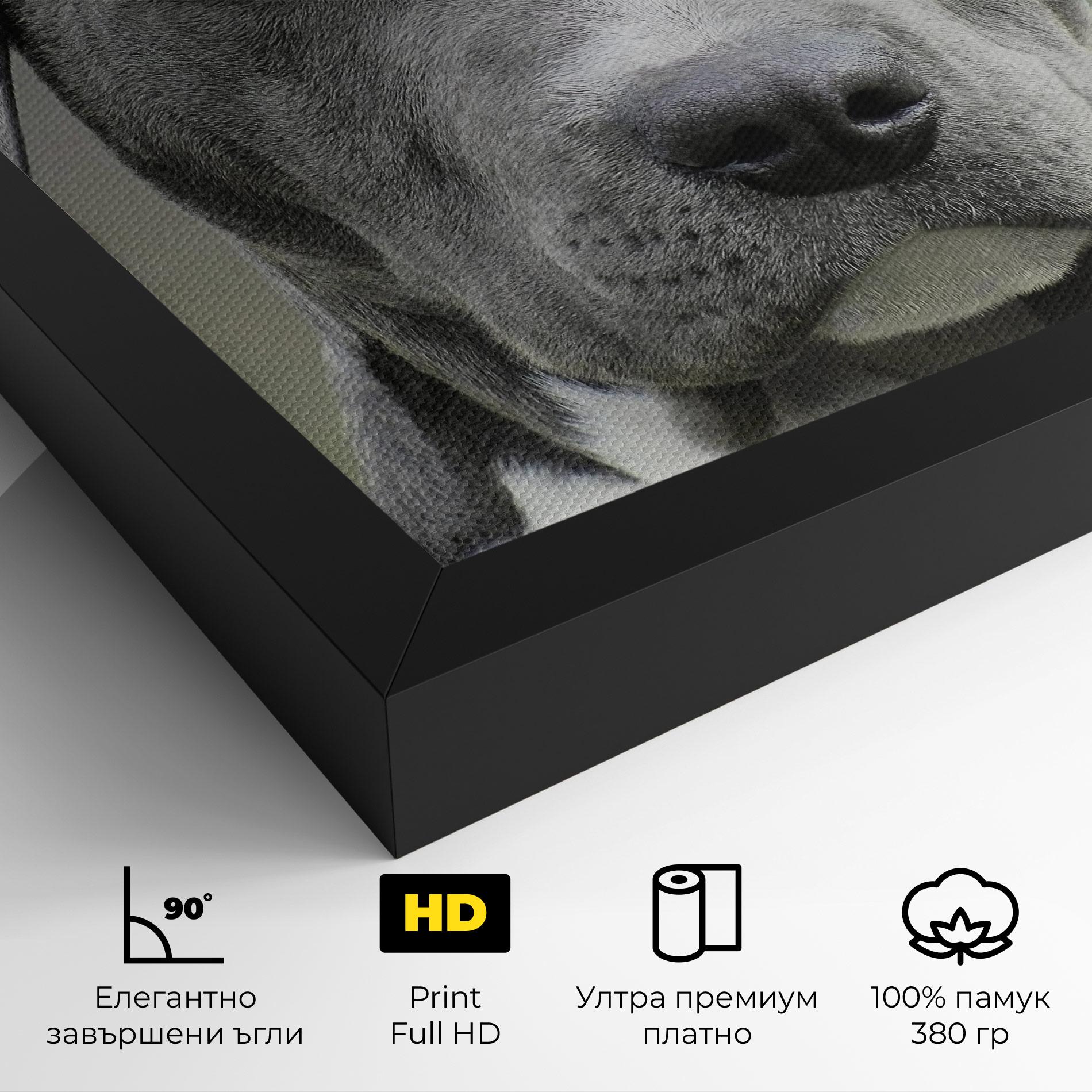 Картина на платно Blue Eyes Dog mockup 4
